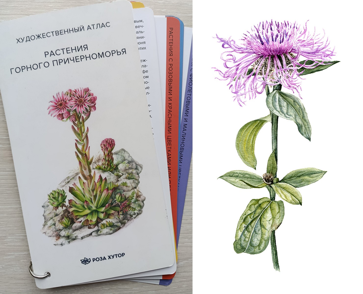 Изображения для атласа "Растения горного Причерноморья" — Иллюстрация, Графика на Dprofile