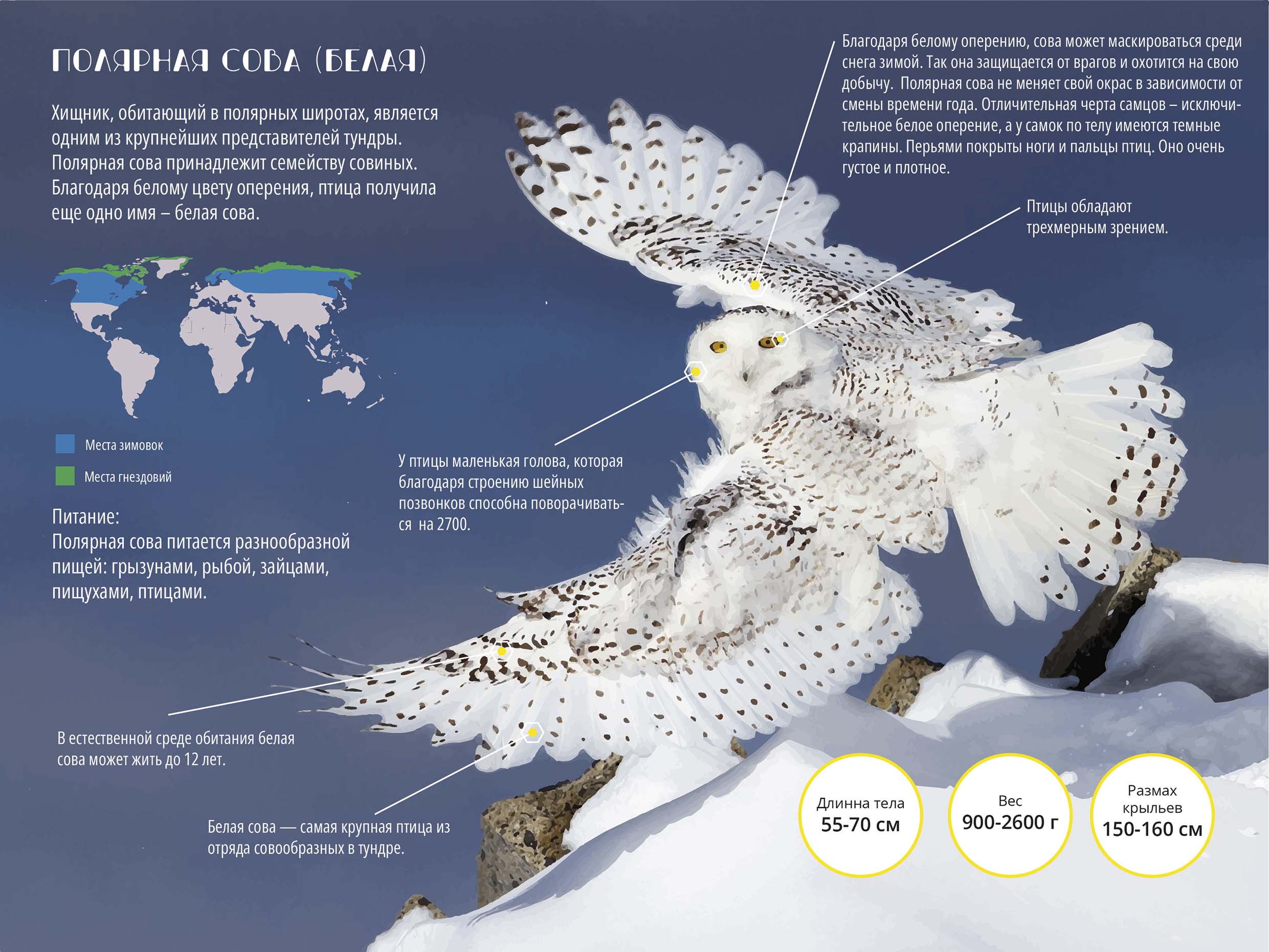 Инфографика про Полярную сову — Изображение №1 — Графика на Dprofile