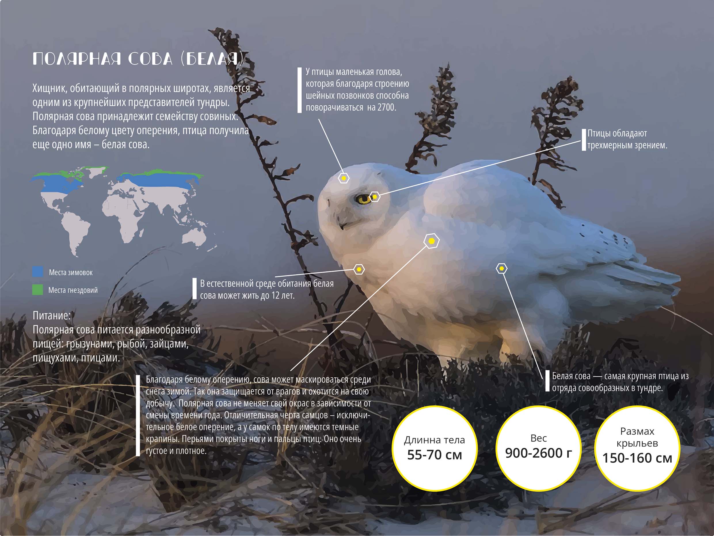 Инфографика про Полярную сову — Изображение №2 — Графика на Dprofile