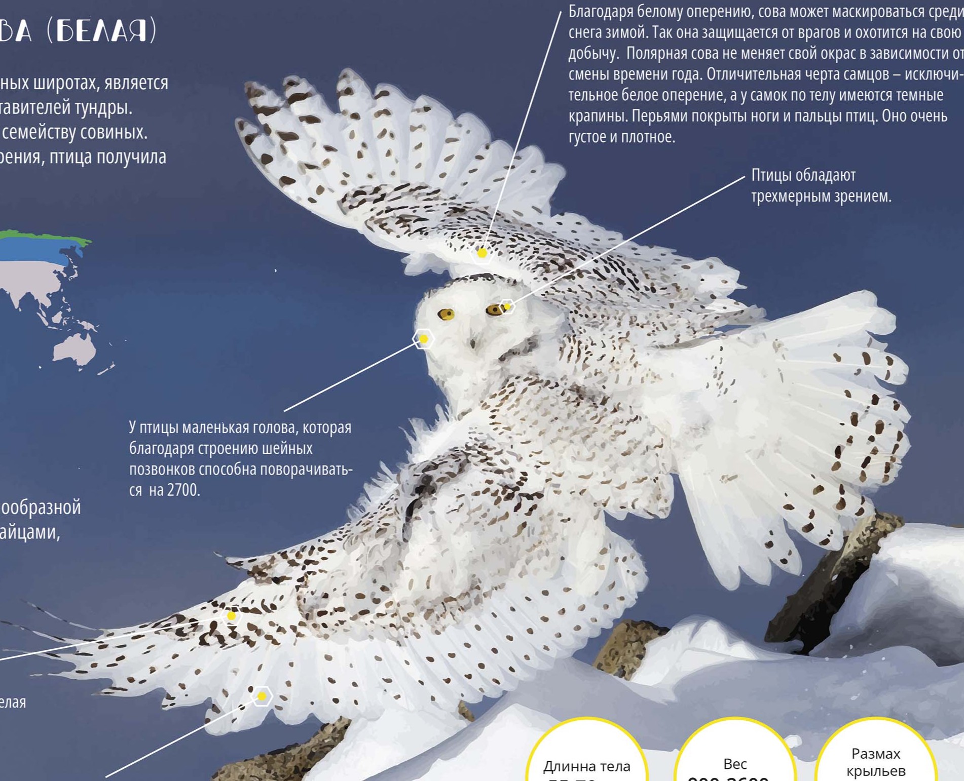 Инфографика про Полярную сову на Dprofile