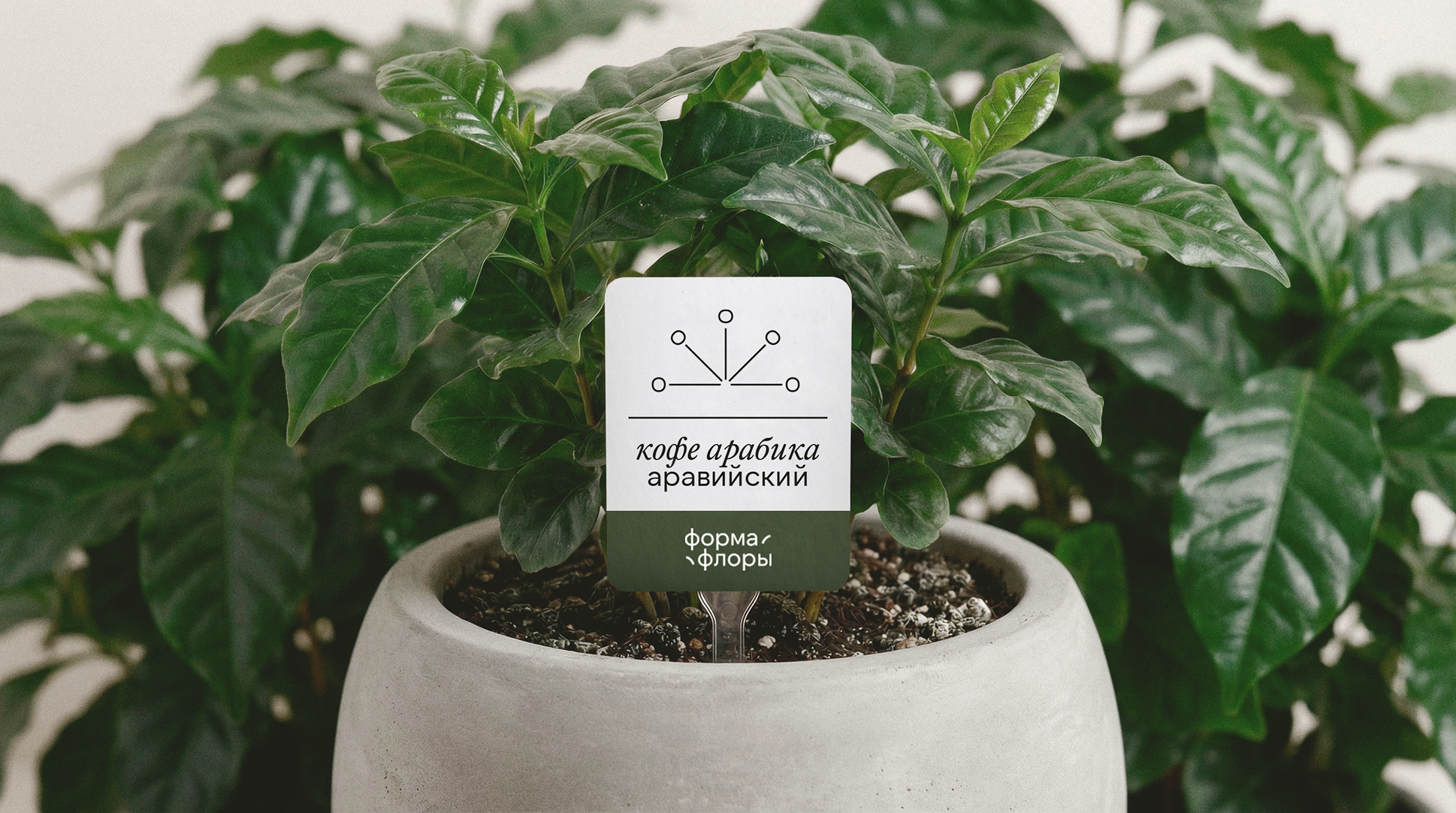 «Форма Флоры» | Брендинг компании по озеленению пространств — Изображение №3 — Брендинг, Графика на Dprofile