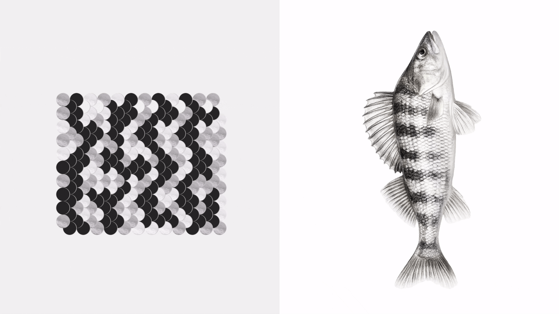 easy fish / замороженные морепродукты — Изображение №1 — Брендинг на Dprofile
