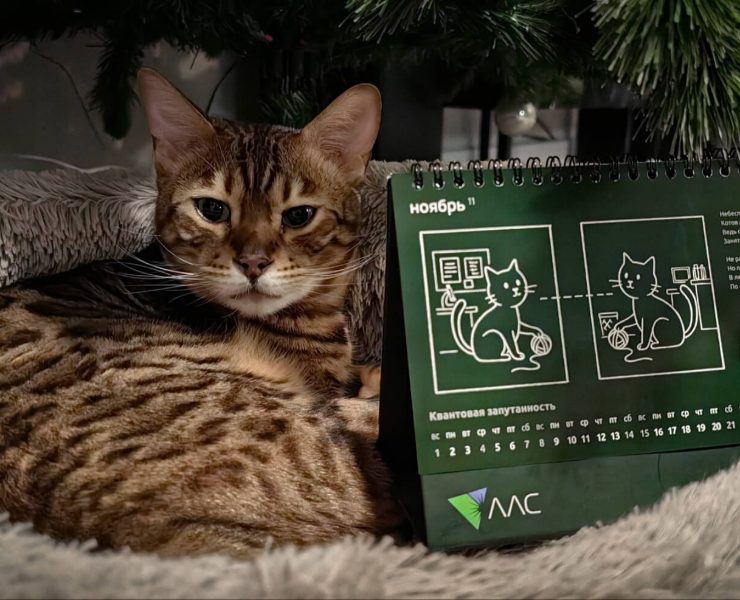 Календарь | Коты и открытия на Dprofile