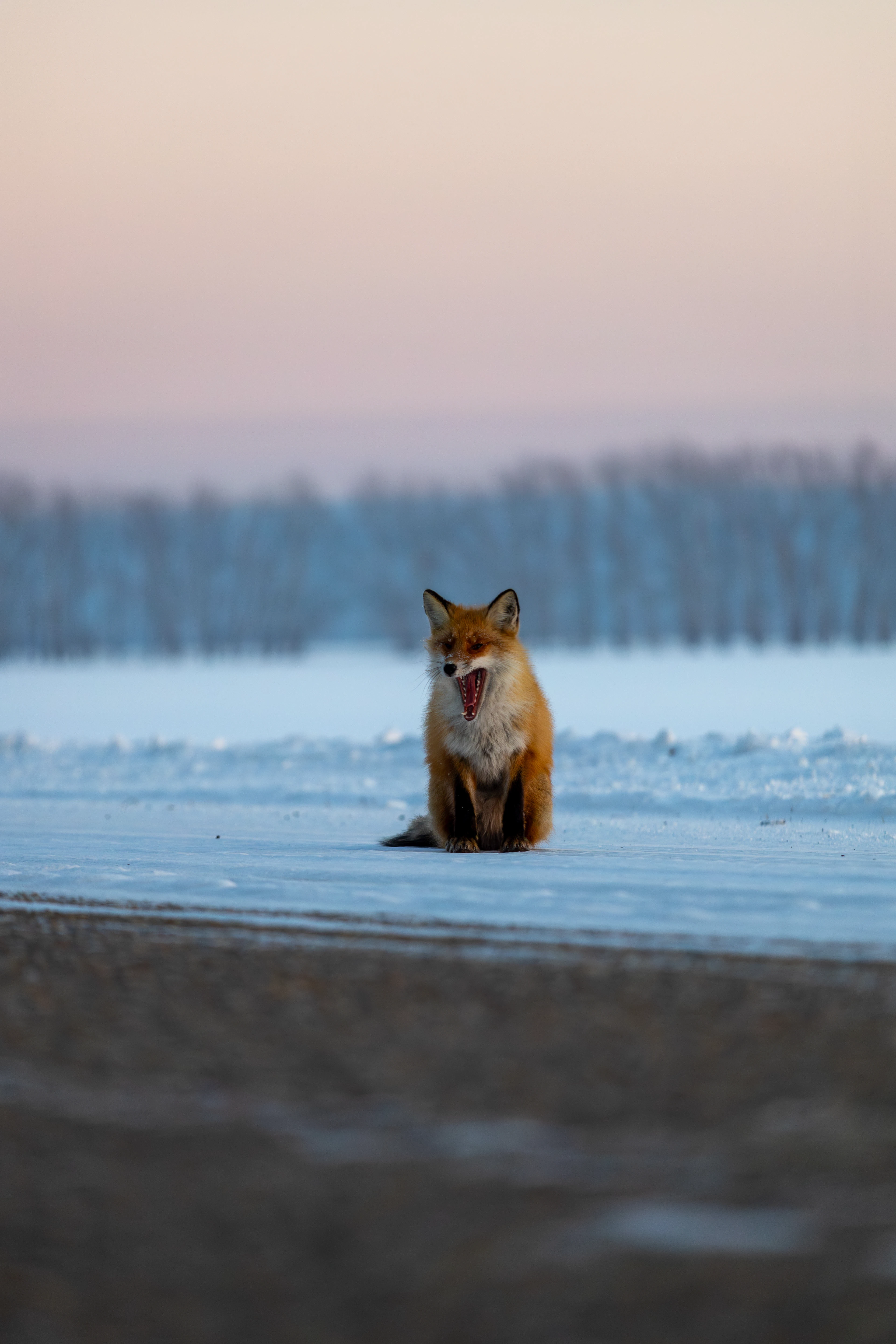 Сибирь — Изображение №4 — Иллюстрация, Графика на Dprofile