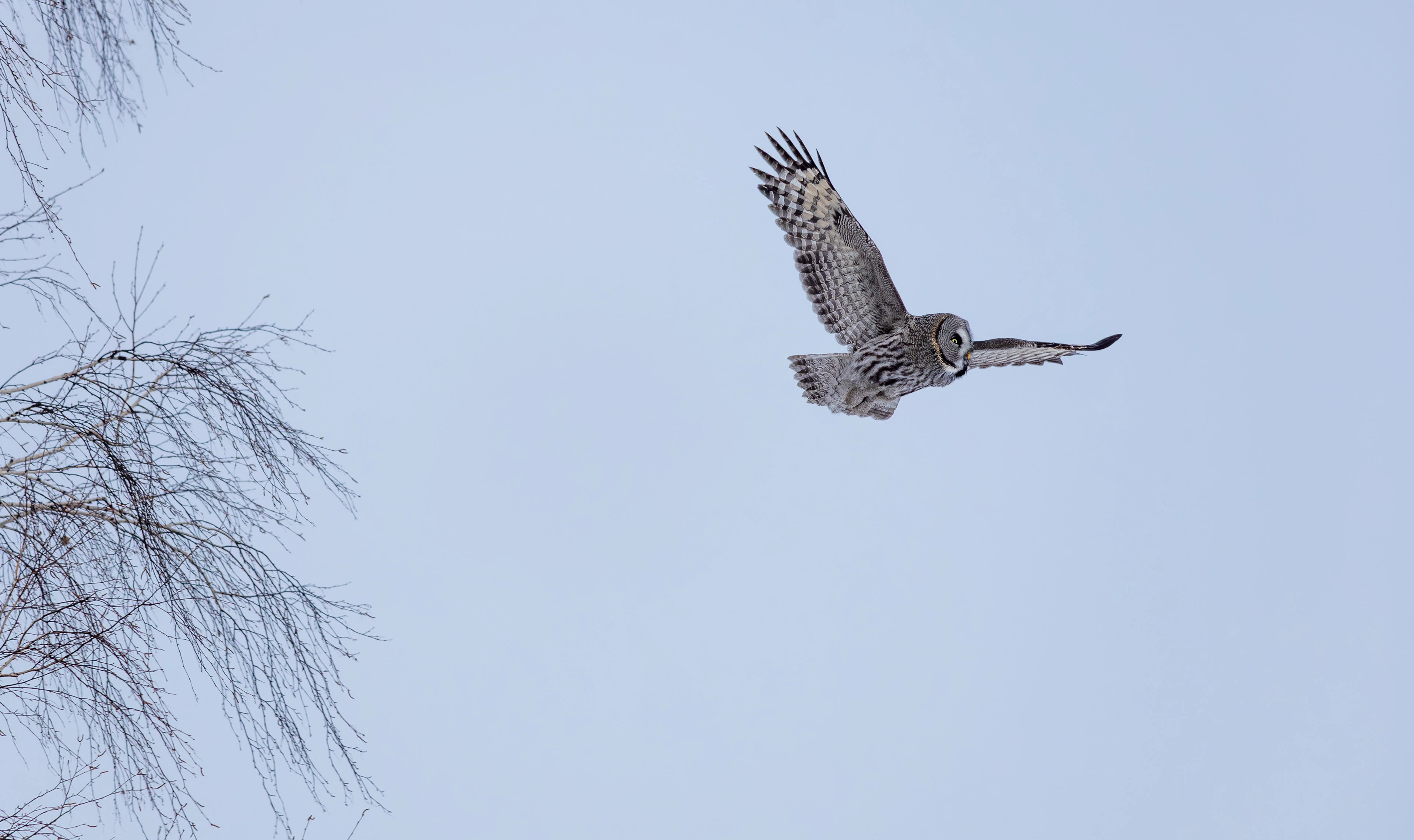 Сибирь — Изображение №1 — Иллюстрация, Графика на Dprofile