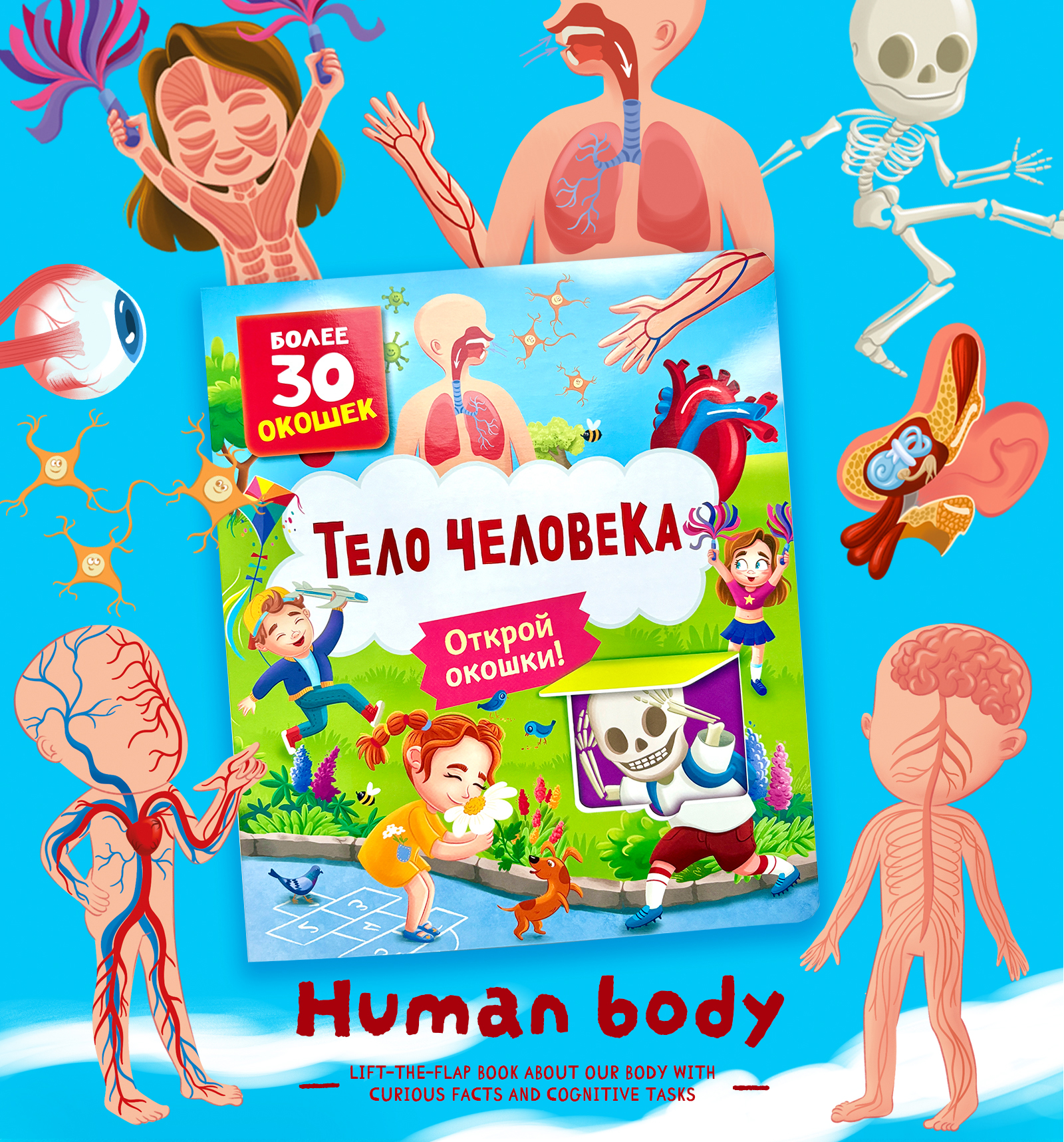 Книга с окошками "Тело человека" — Изображение №1 — Иллюстрация на Dprofile