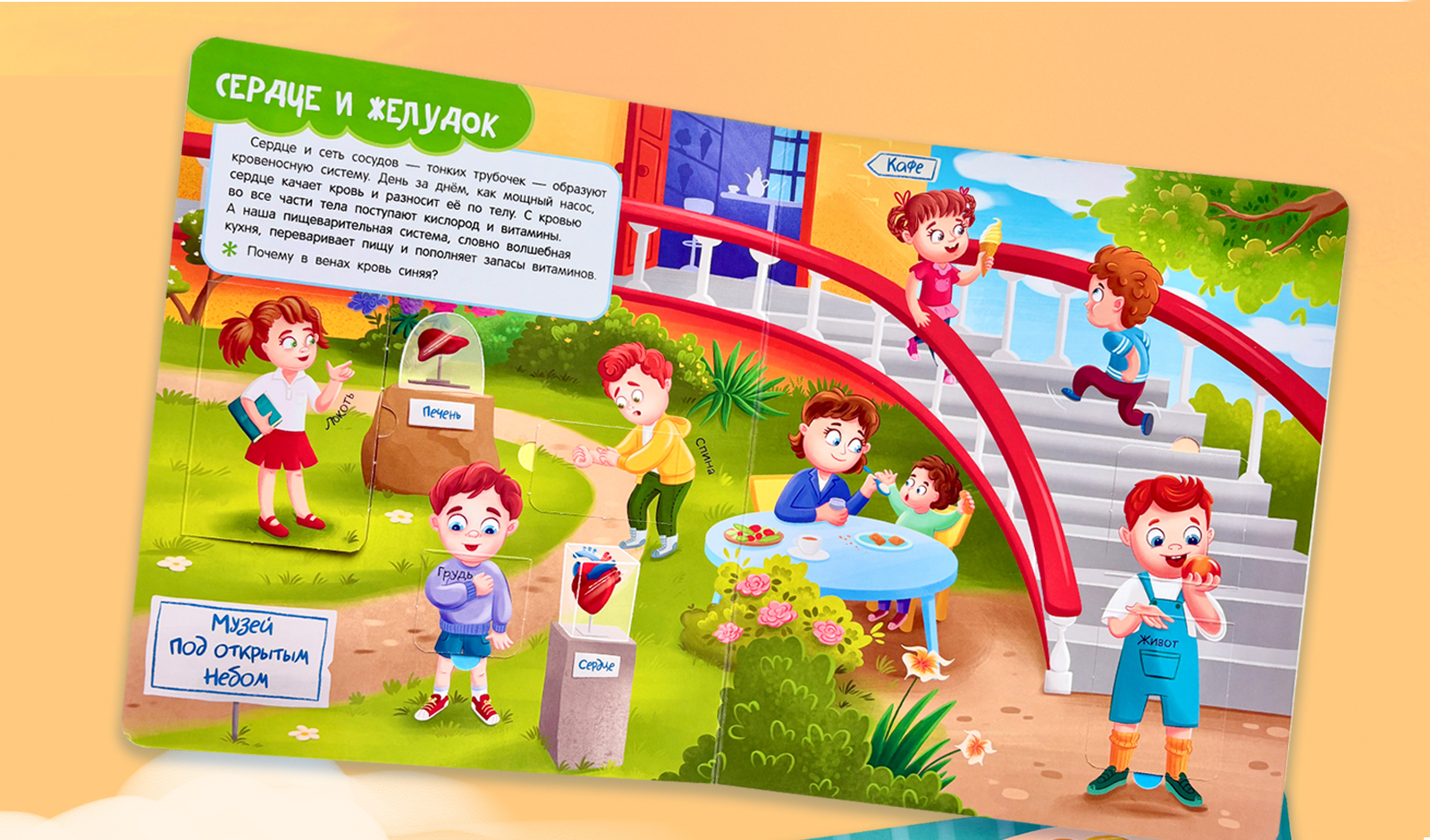 Книга с окошками "Тело человека" — Изображение №13 — Иллюстрация на Dprofile