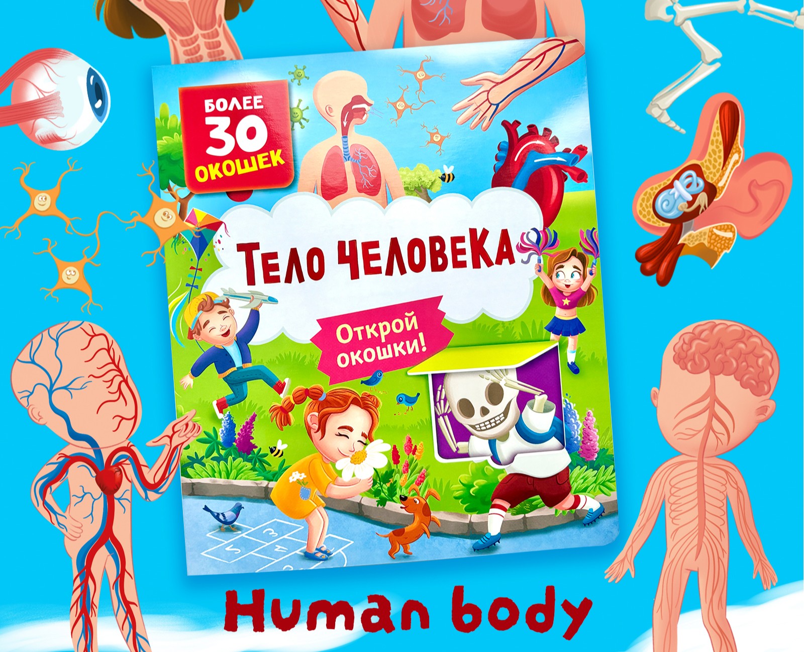Книга с окошками "Тело человека" на Dprofile