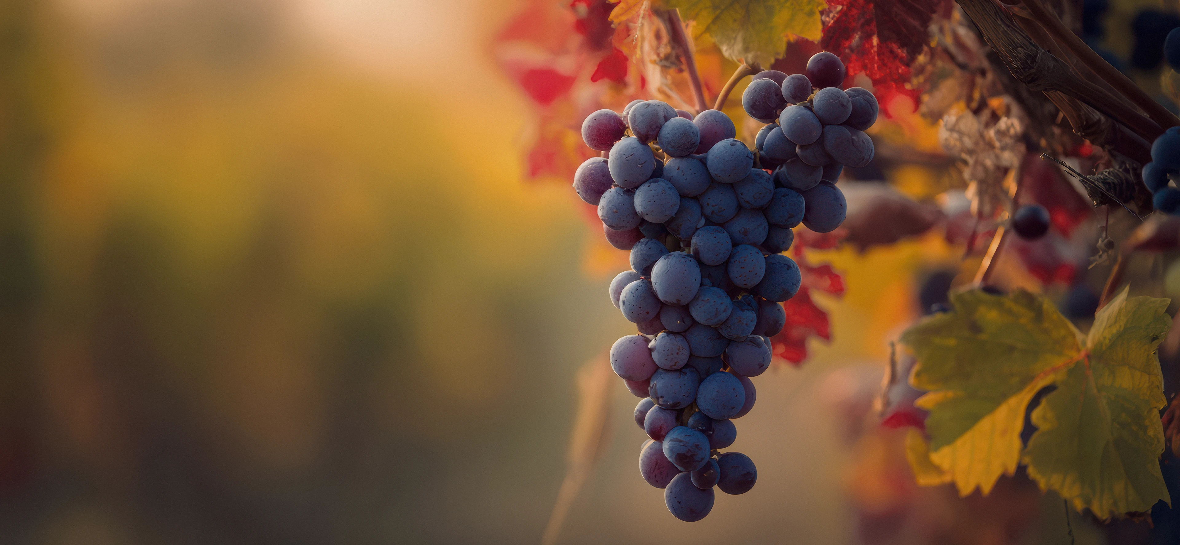Château Pape Roubine — винный дом, брендинг & упаковка — Изображение №3 — Брендинг, Анимация на Dprofile