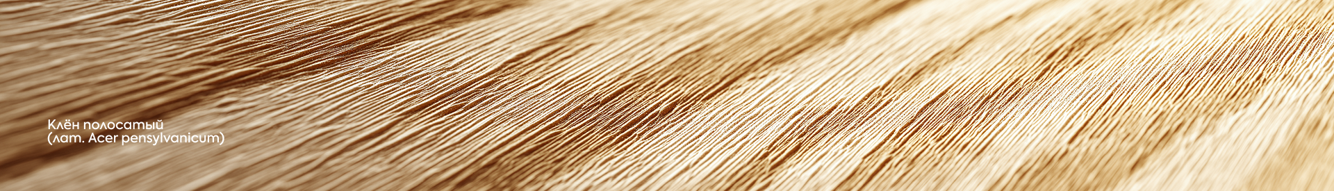 САНТА+ Логотип и фирменный стиль столярной мастерской. — Изображение №21 — Брендинг на Dprofile