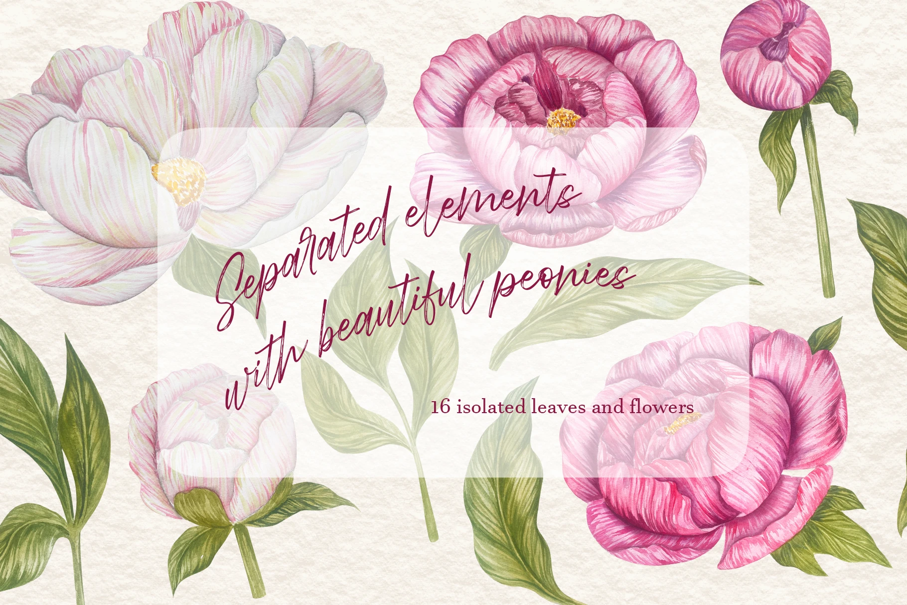 Peonies Watercolor Set — Изображение №2 — Иллюстрация на Dprofile
