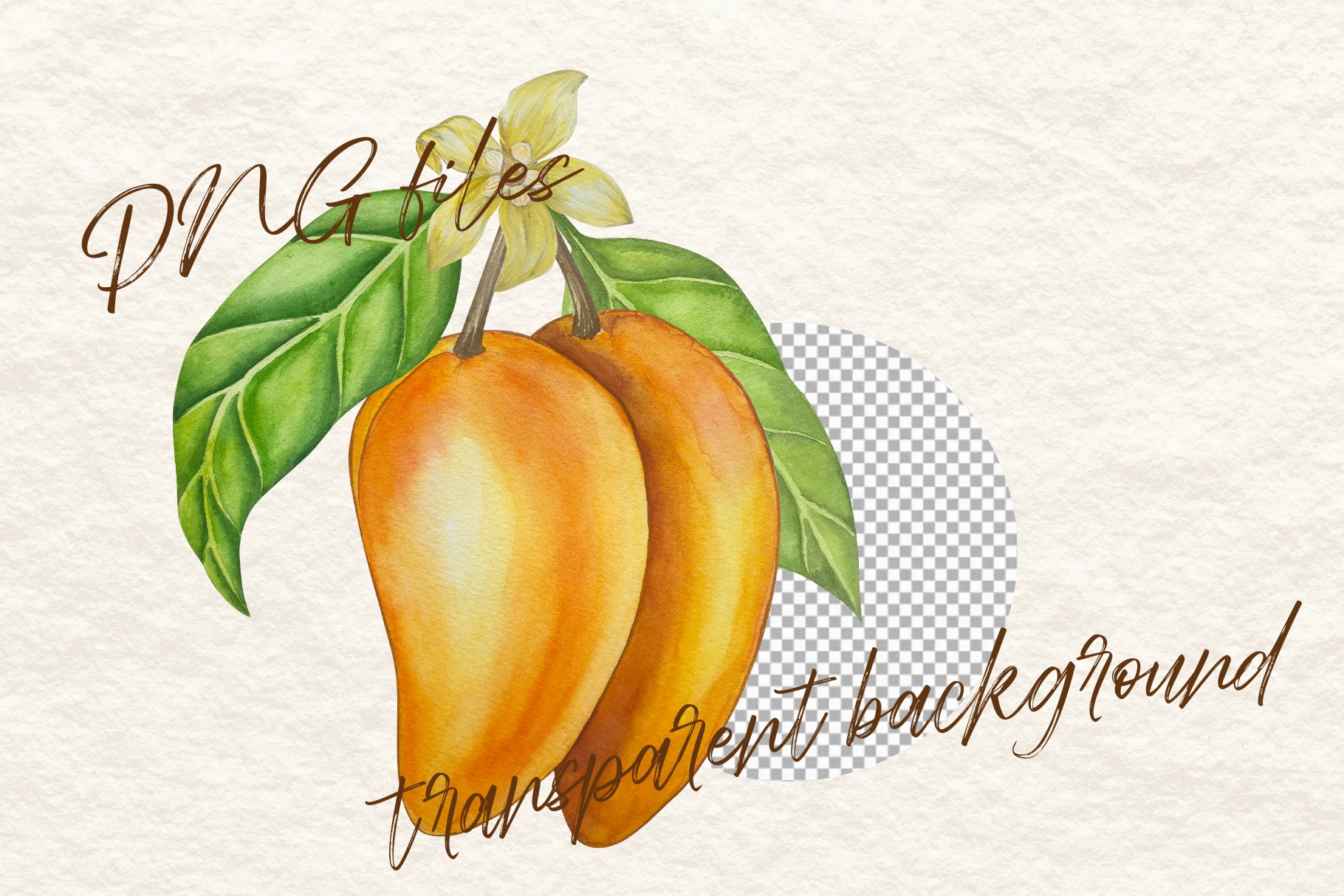 Botanical Style Mango Illustration — Изображение №5 — Иллюстрация на Dprofile
