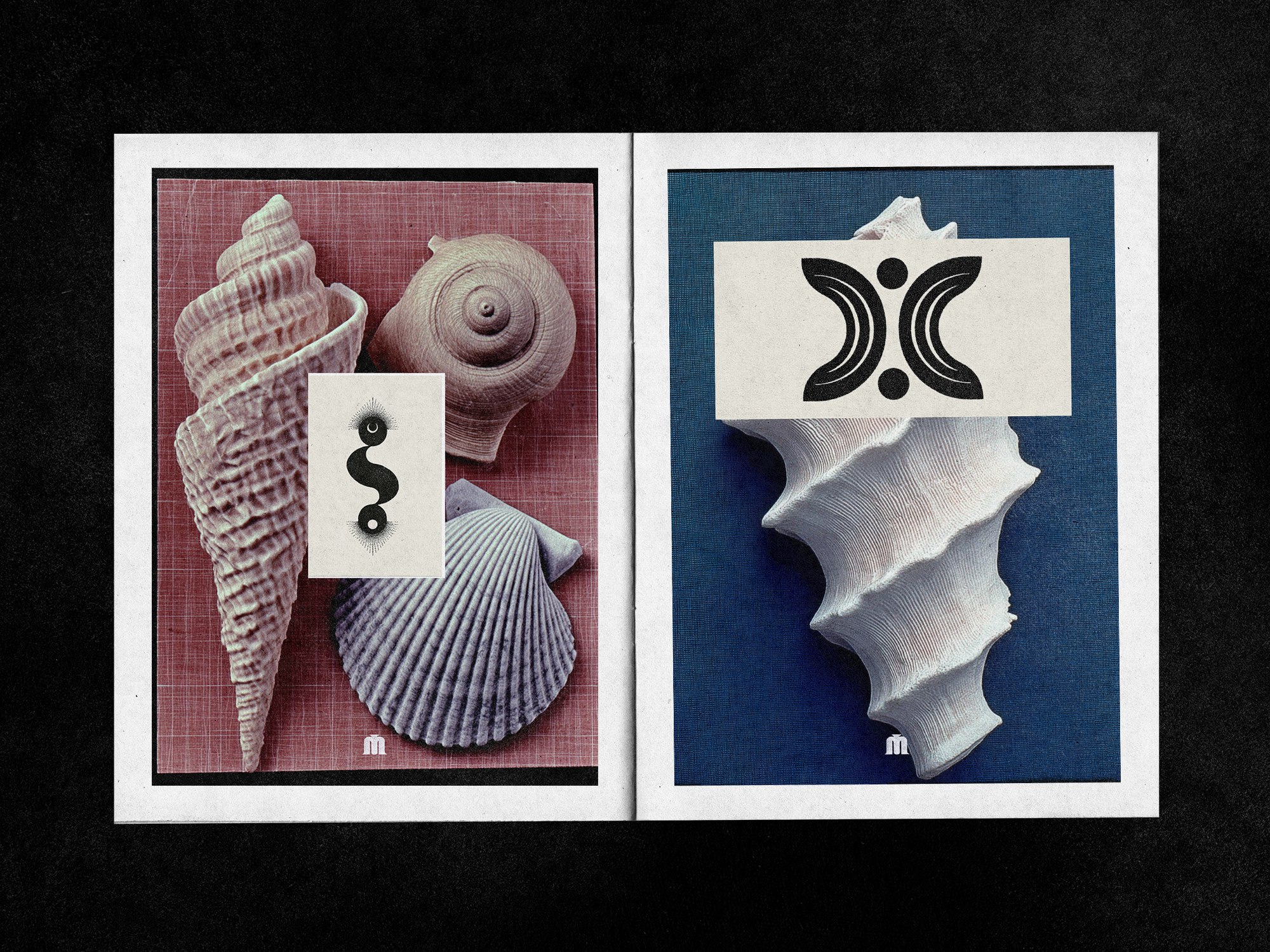 Shells — Art & Illustration Series / Коллекция ракушек — Изображение №3 — Иллюстрация, Графика на Dprofile