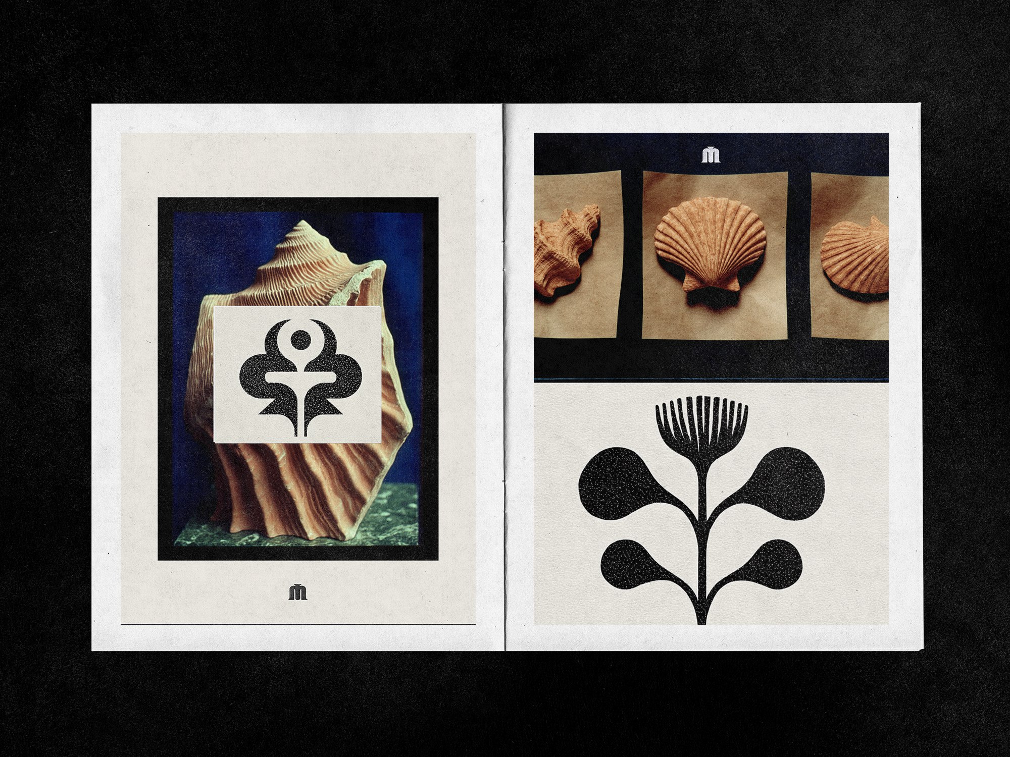 Shells — Art & Illustration Series / Коллекция ракушек — Изображение №2 — Иллюстрация, Графика на Dprofile