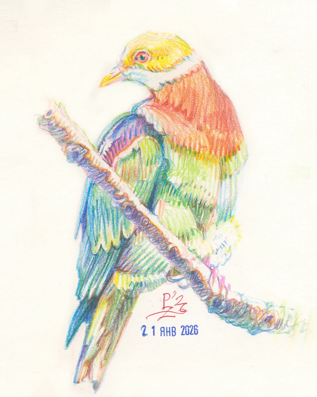 Птицы цветными карандашами. том 2 — Изображение №10 — Иллюстрация, Графика на Dprofile