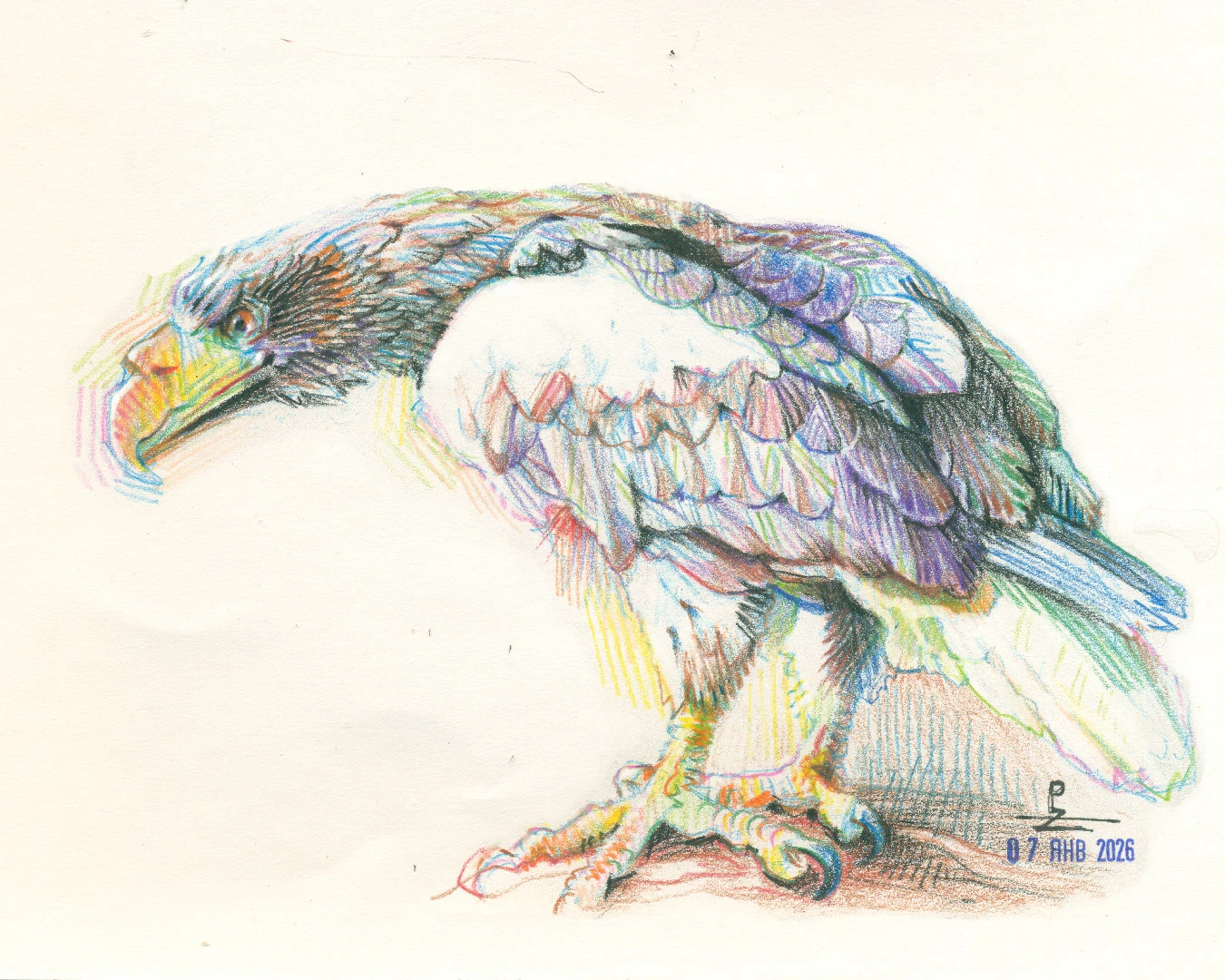 Птицы цветными карандашами — Изображение №7 — Иллюстрация, Графика на Dprofile