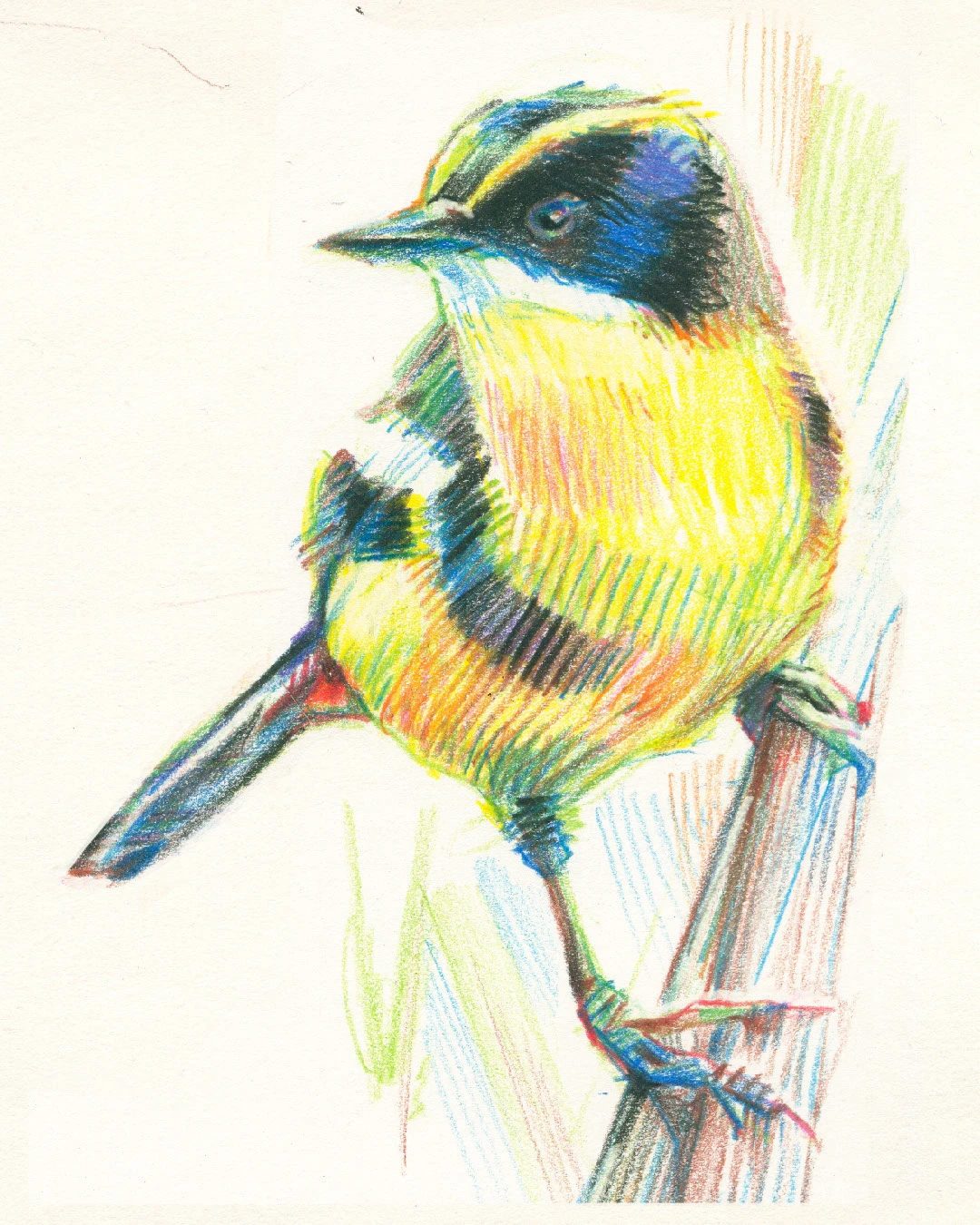 Птицы цветными карандашами — Изображение №2 — Иллюстрация, Графика на Dprofile