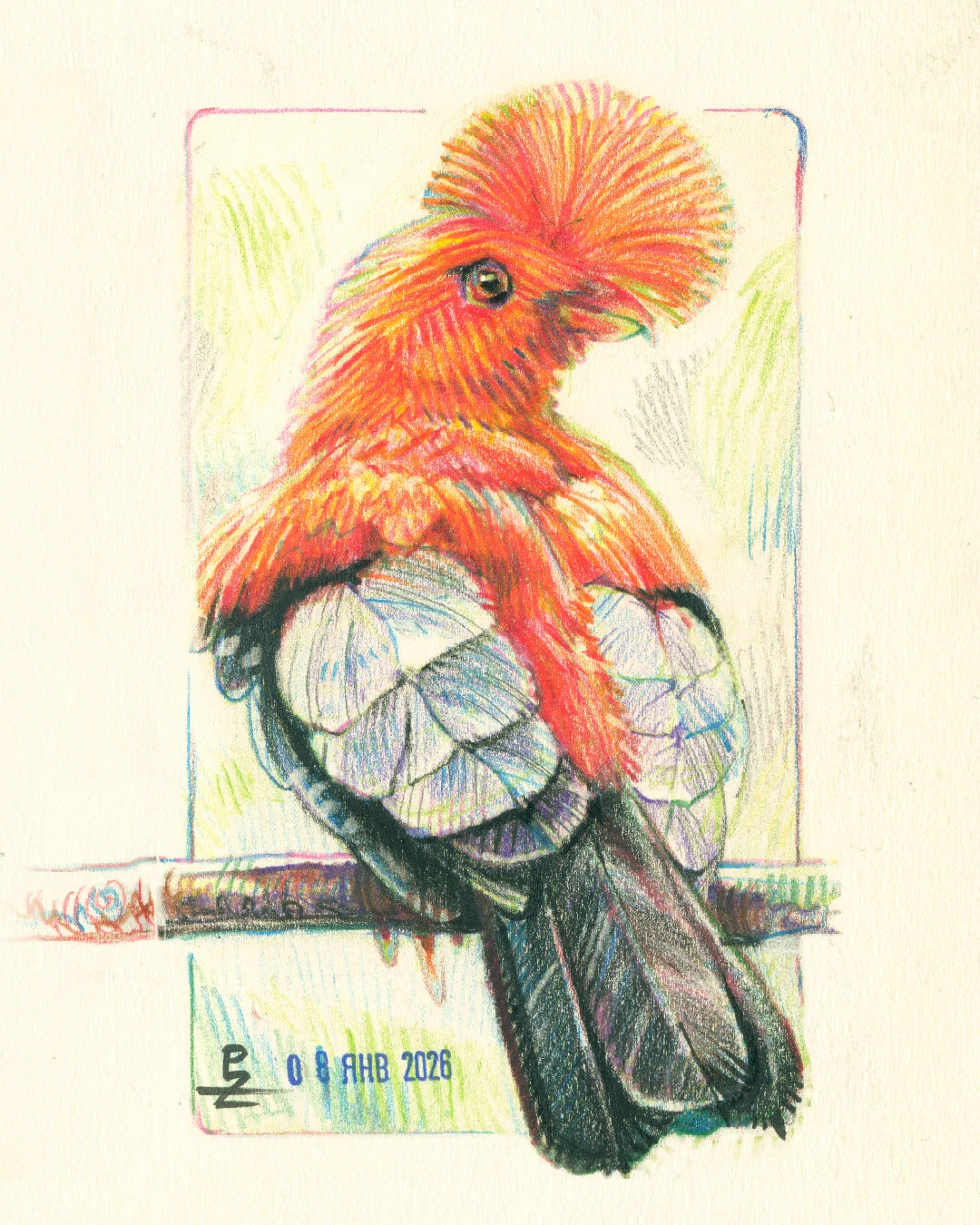 Птицы цветными карандашами — Изображение №8 — Иллюстрация, Графика на Dprofile