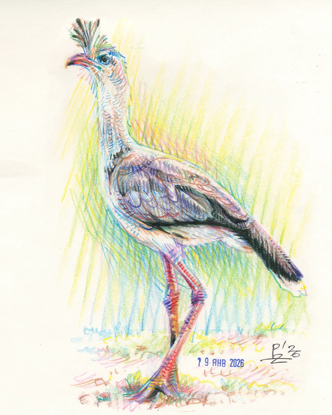 Птицы цветными карандашами. том 2 — Изображение №8 — Иллюстрация, Графика на Dprofile