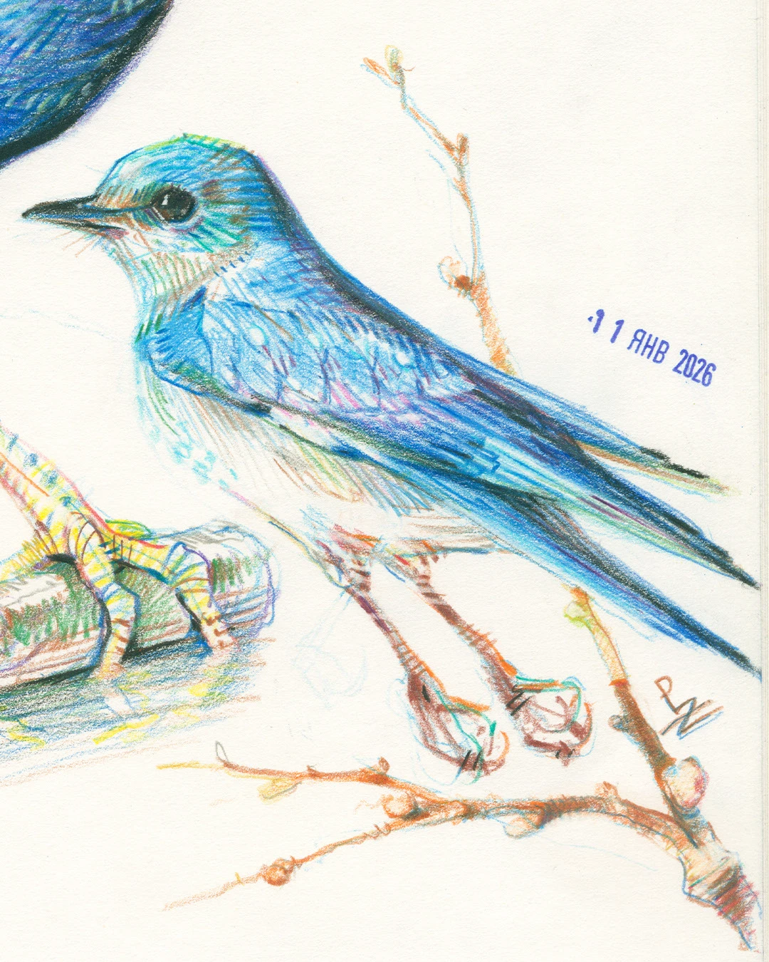 Птицы цветными карандашами — Изображение №10 — Иллюстрация, Графика на Dprofile