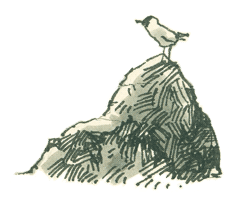 Птицы цветными карандашами. том 2 — Изображение №13 — Иллюстрация, Графика на Dprofile