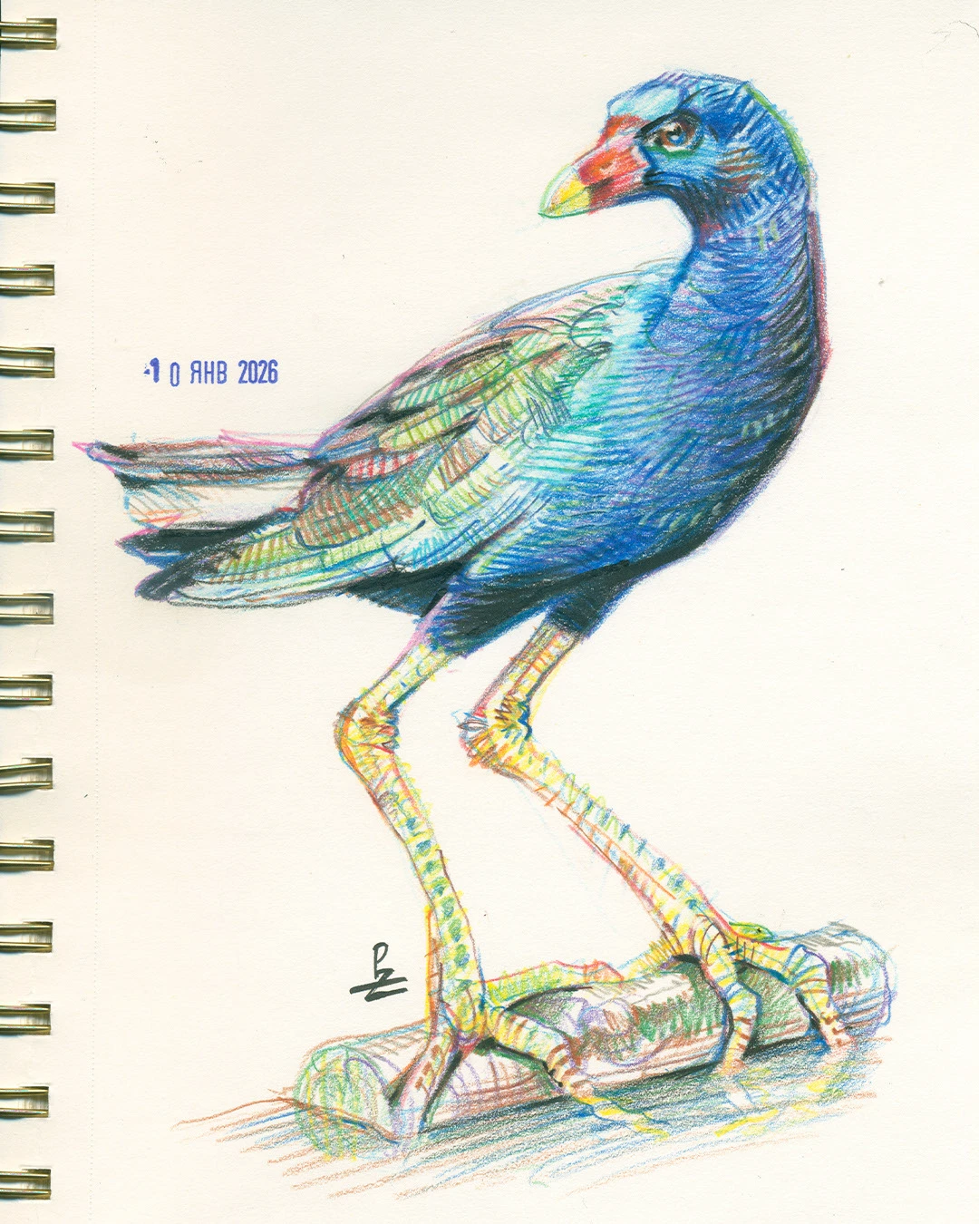 Птицы цветными карандашами. том 2 — Изображение №1 — Иллюстрация, Графика на Dprofile