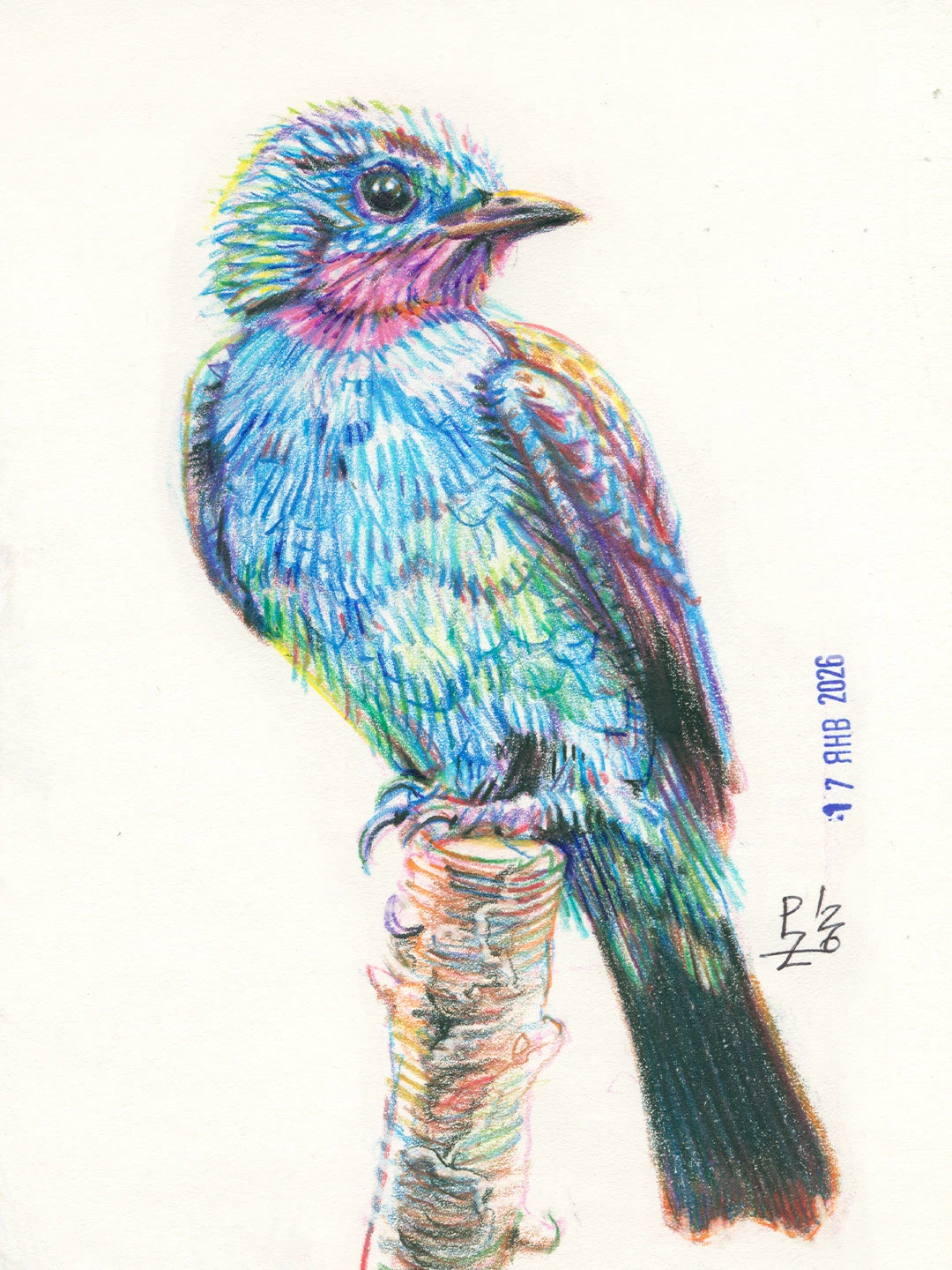 Птицы цветными карандашами. том 2 — Изображение №6 — Иллюстрация, Графика на Dprofile