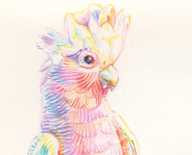 Птицы цветными карандашами. том 2 на Dprofile