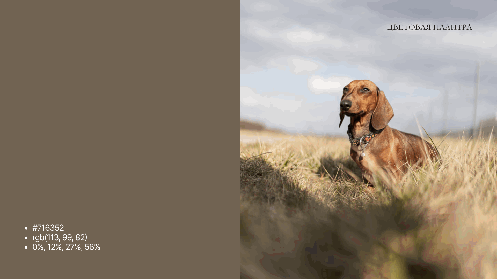 Vetoria - Brand Identity for Veterinary Clinic — Изображение №3 — Брендинг на Dprofile