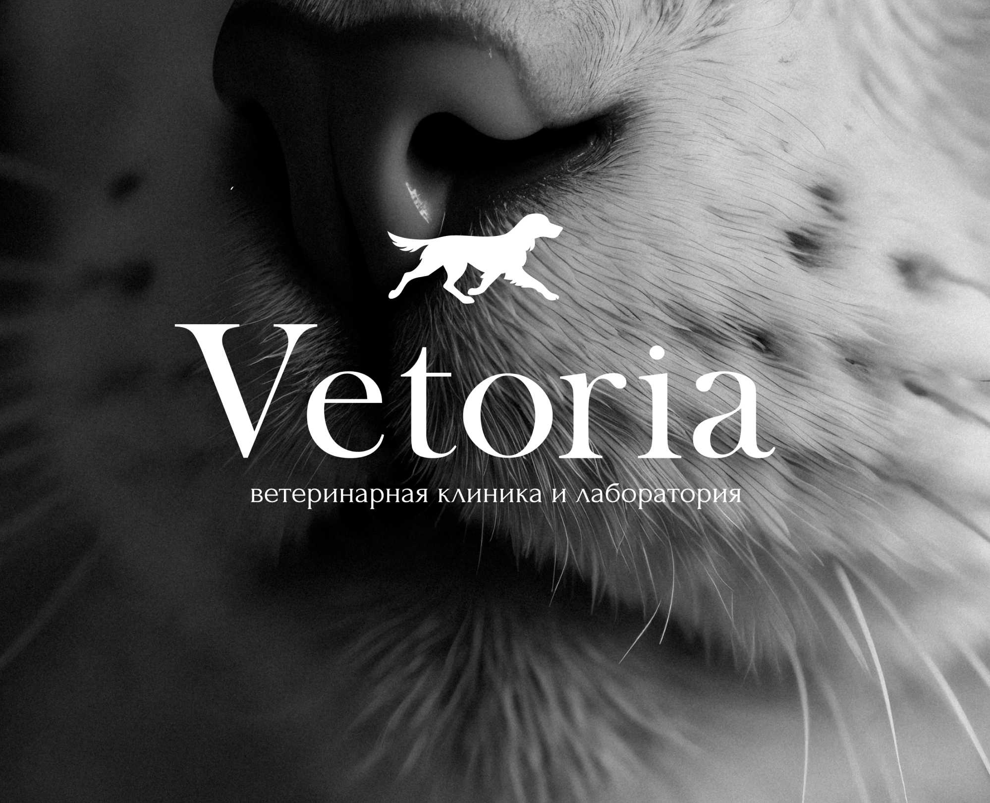 Vetoria - Brand Identity for Veterinary Clinic — Брендинг на Dprofile