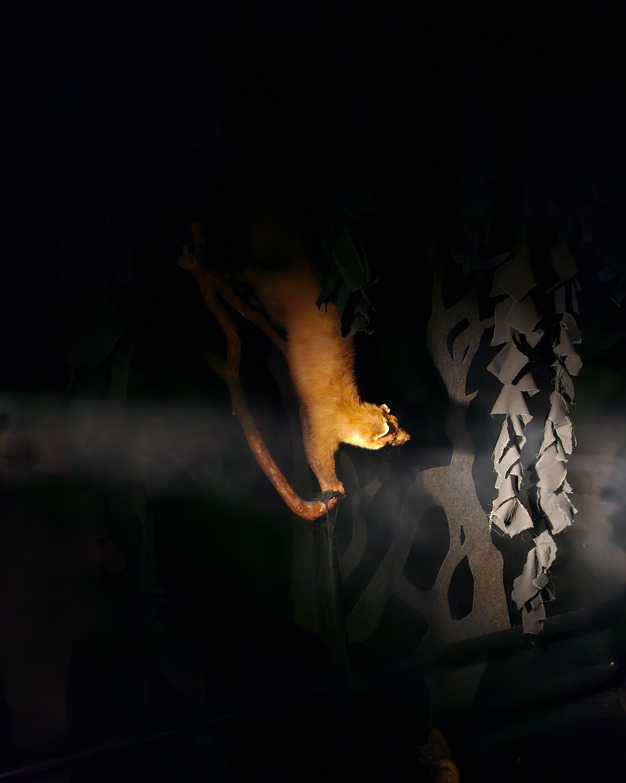 Зал «Тёмный лес» в музее природы в заповеднике — Изображение №8 — Иллюстрация на Dprofile