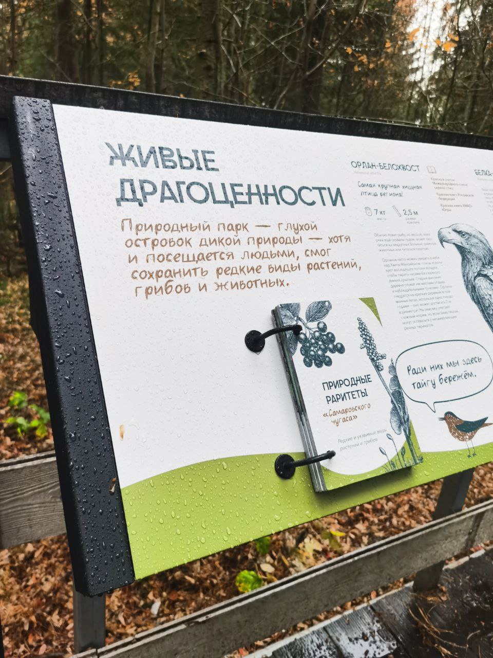 Экомаршрут "Вначале был лес" — Изображение №10 — Графика на Dprofile