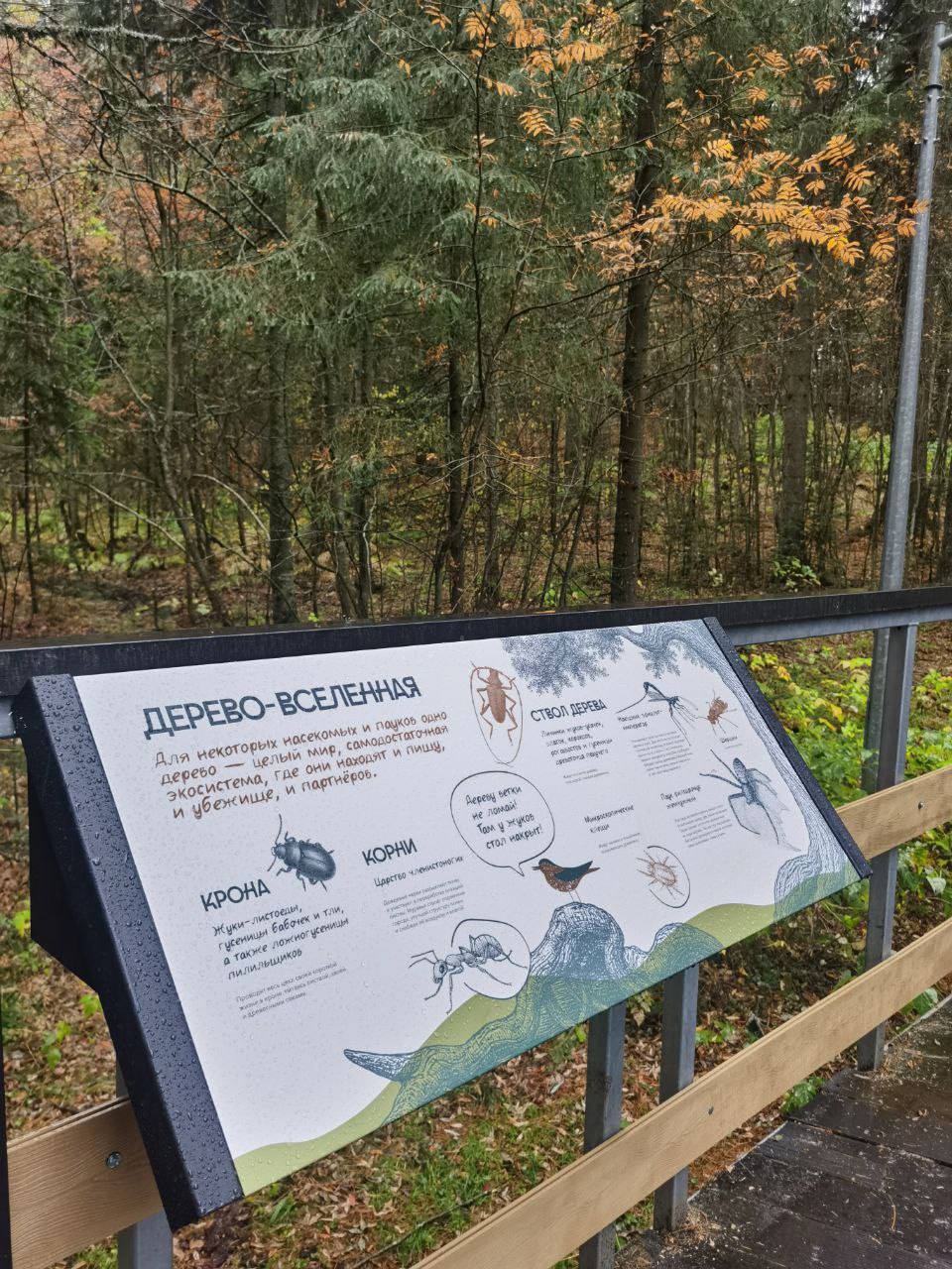 Экомаршрут "Вначале был лес" — Изображение №9 — Графика на Dprofile