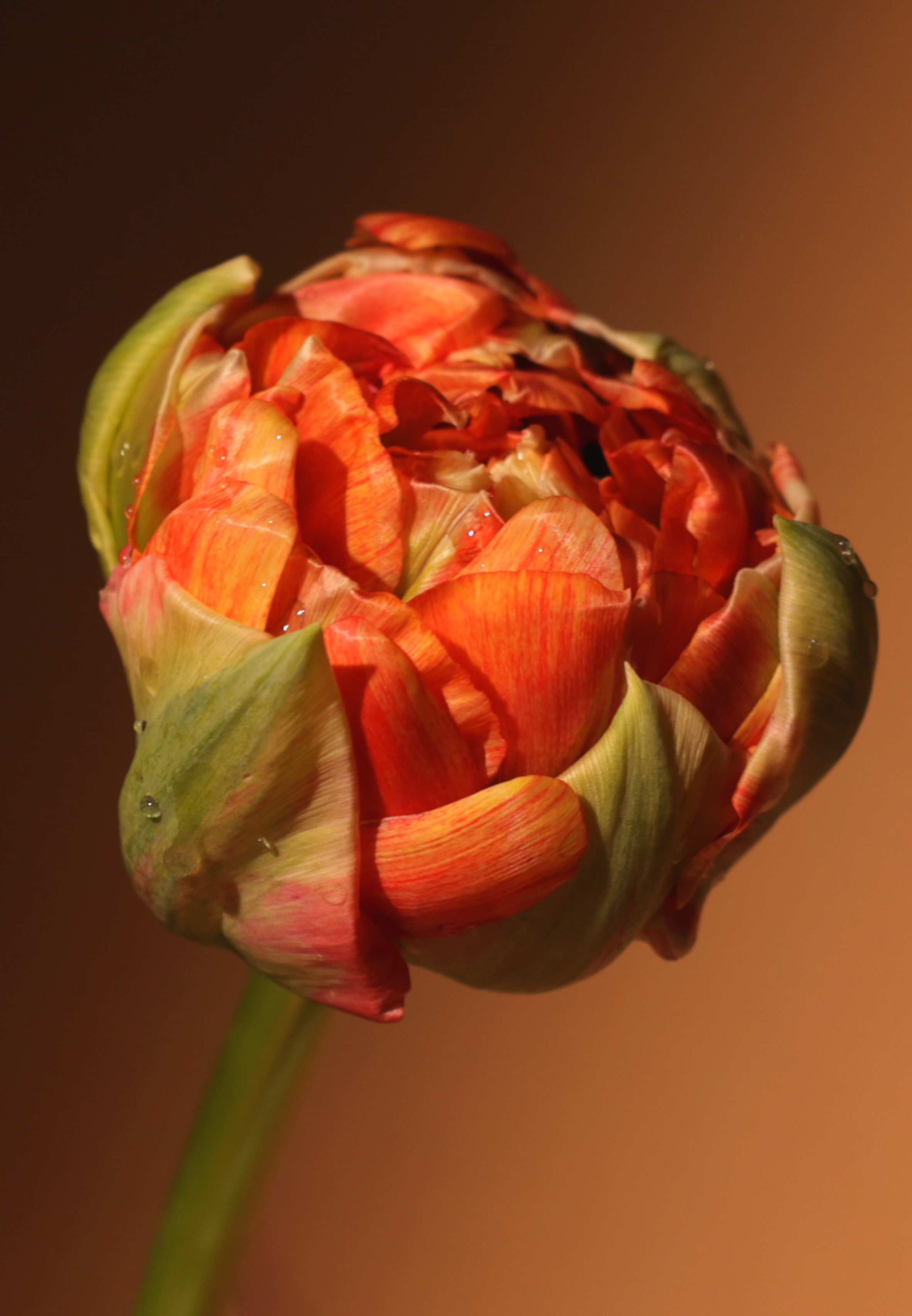 «Попроси, и цветы зацветут» — Изображение №12 — Графика на Dprofile