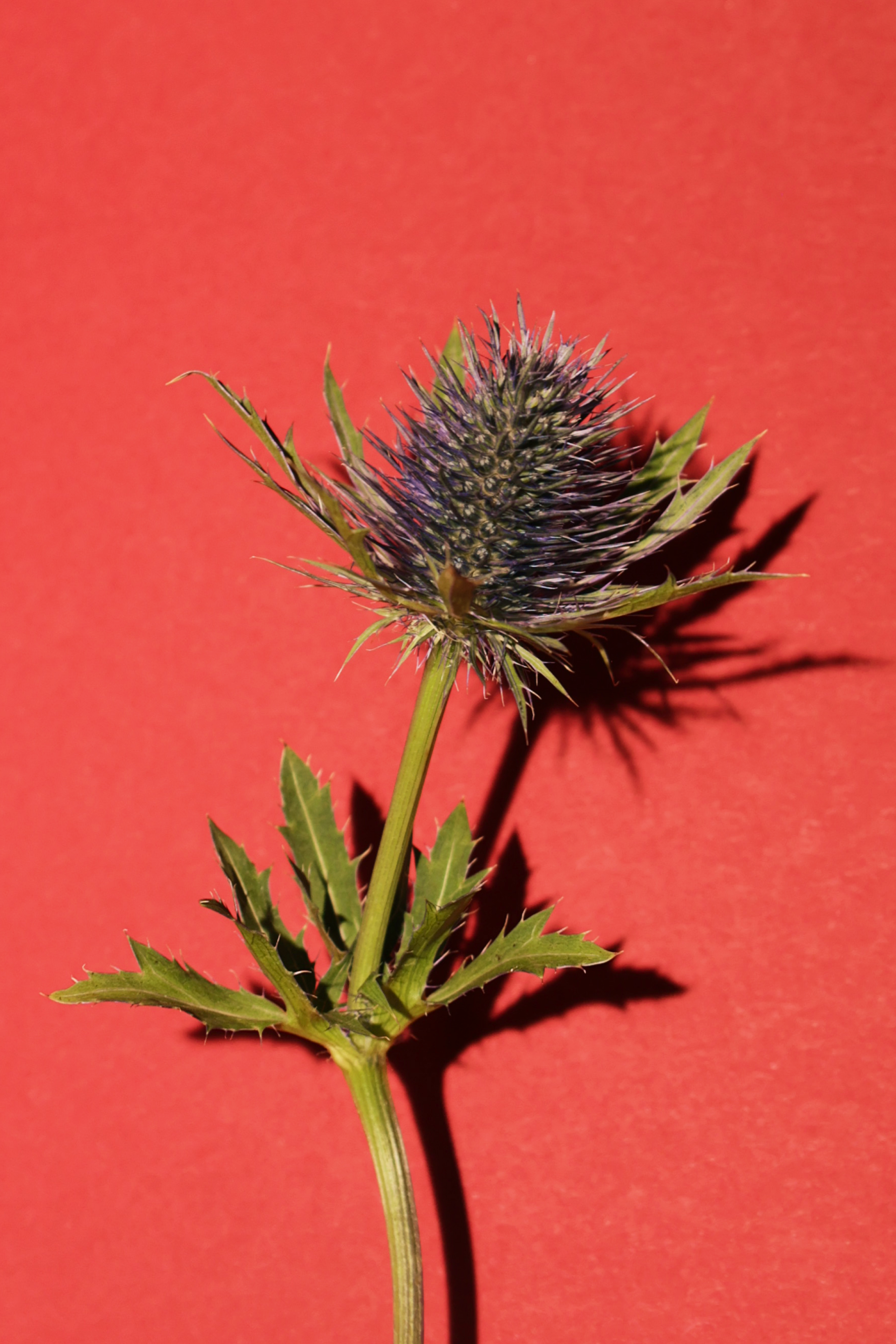 «Попроси, и цветы зацветут» — Изображение №4 — Графика на Dprofile