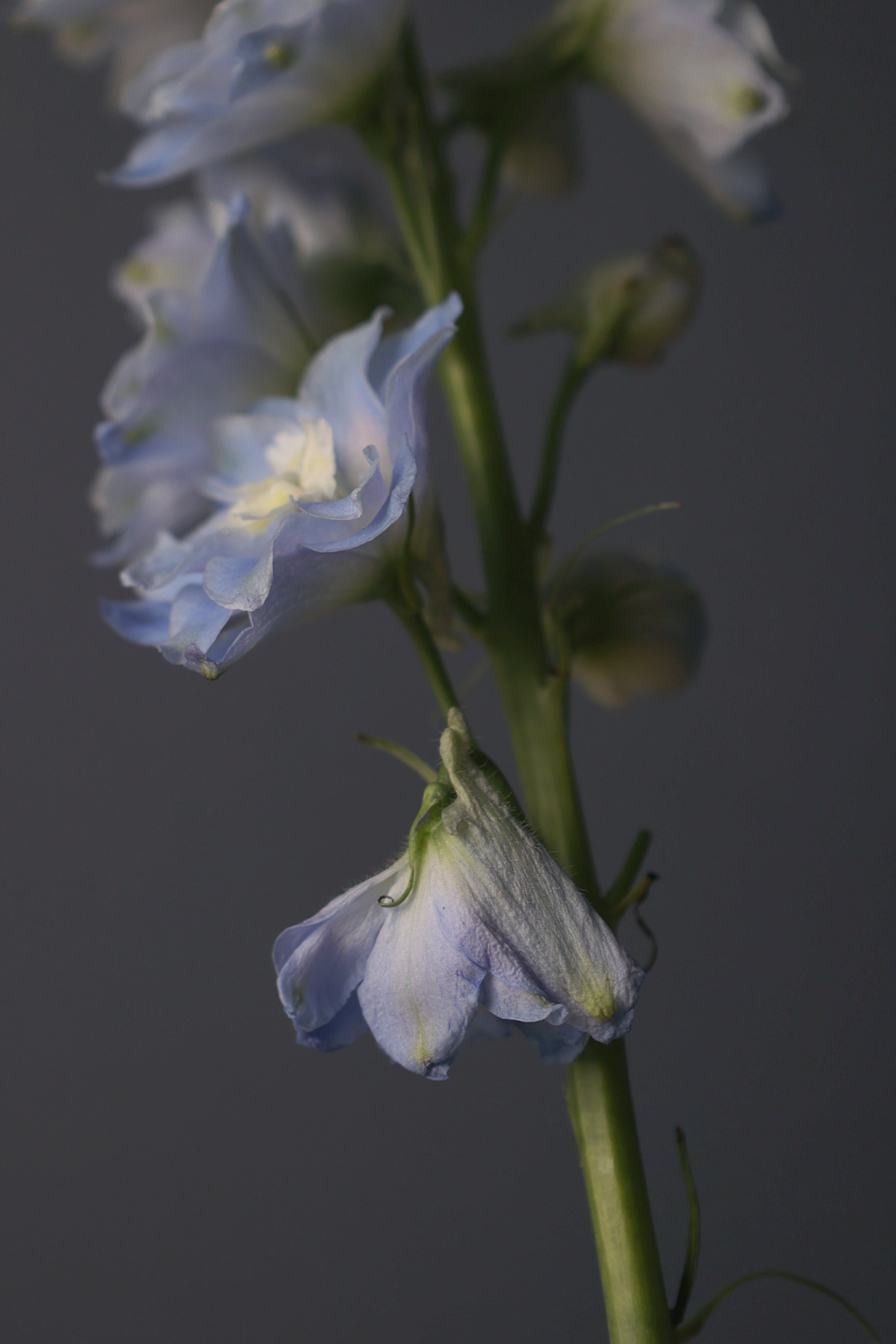 «Попроси, и цветы зацветут» — Изображение №6 — Графика на Dprofile