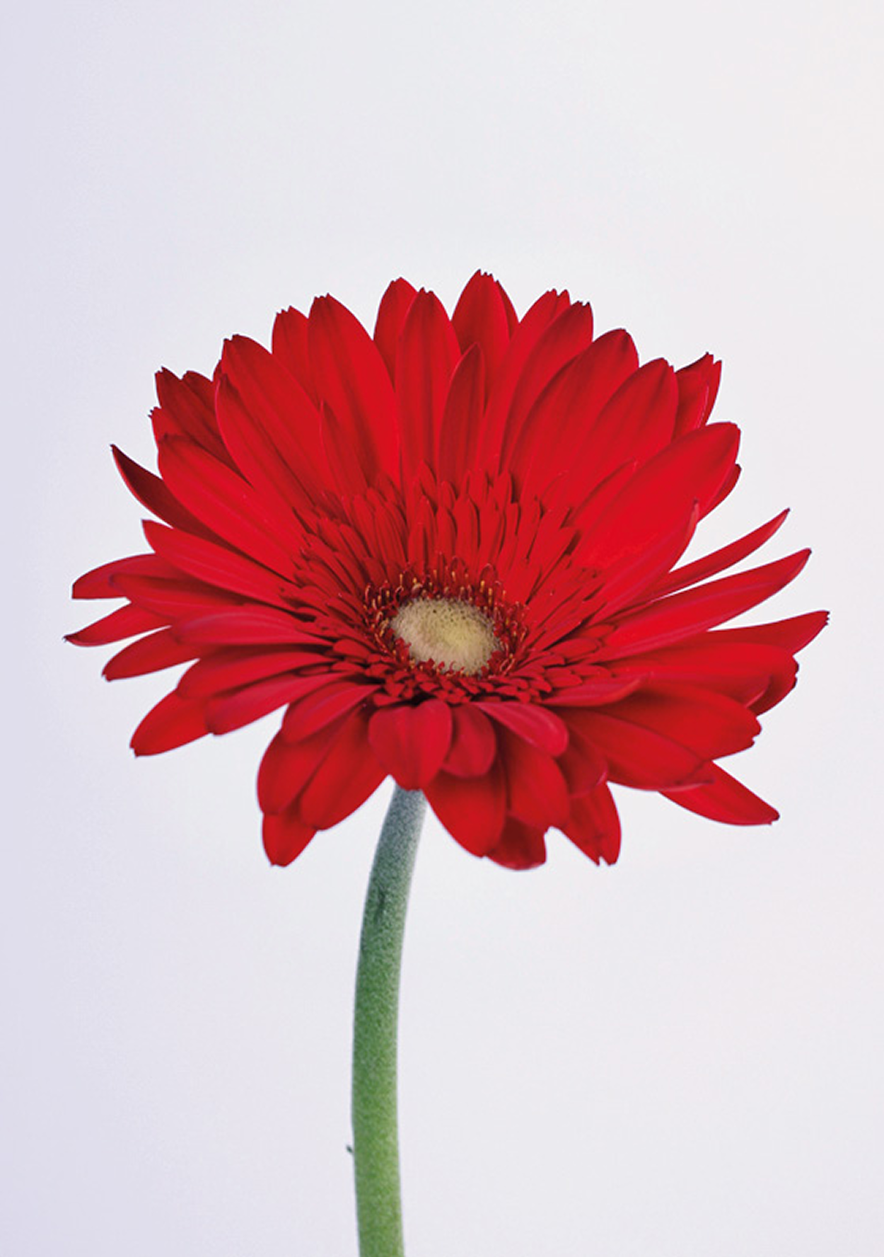 «Попроси, и цветы зацветут» — Изображение №3 — Графика на Dprofile