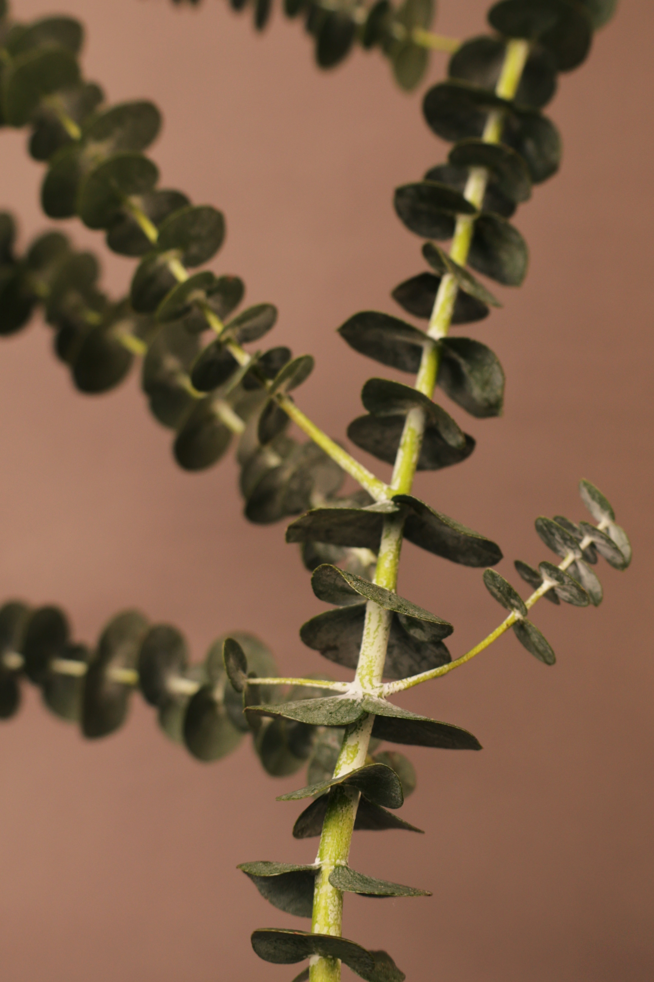 «Попроси, и цветы зацветут» — Изображение №9 — Графика на Dprofile