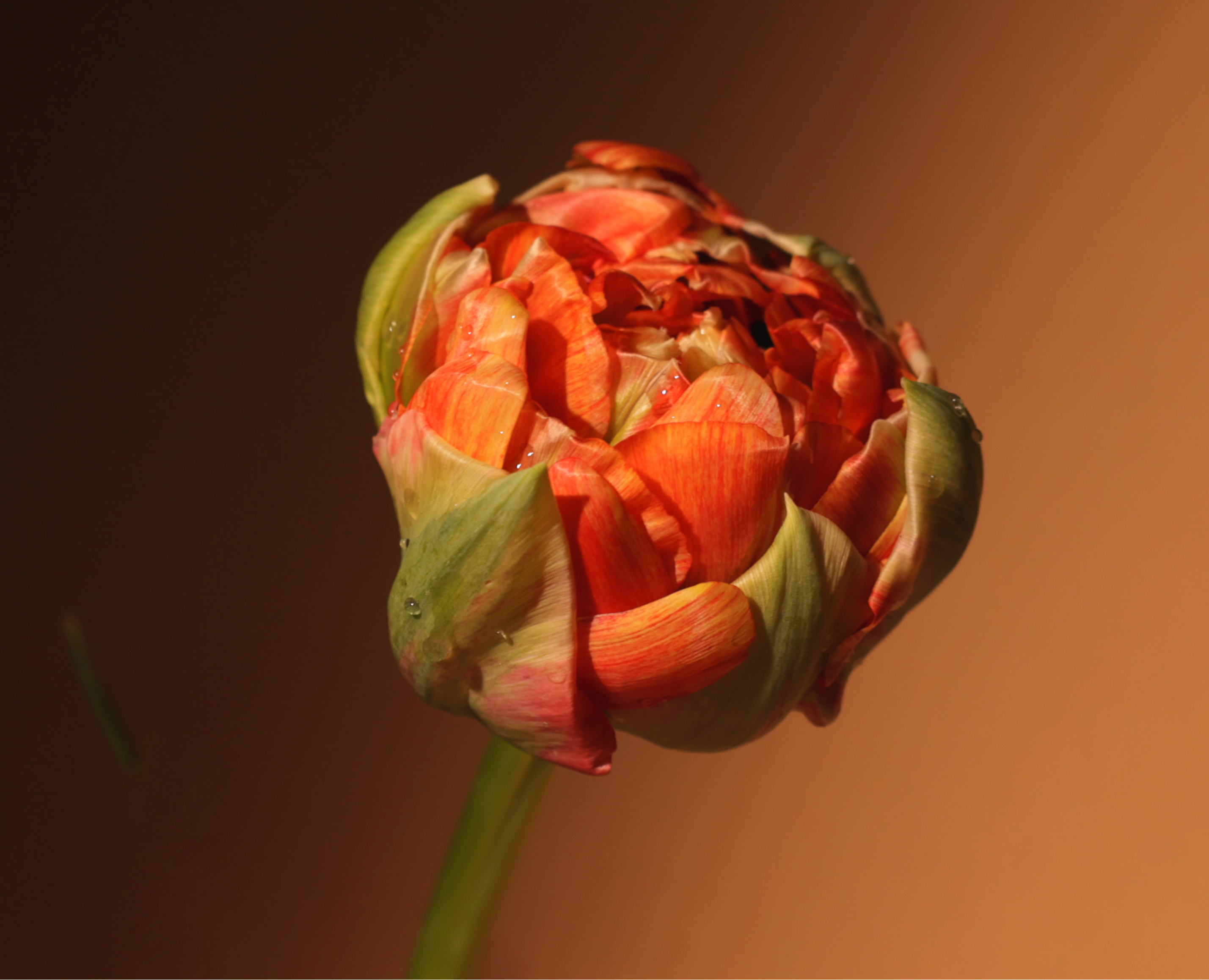 «Попроси, и цветы зацветут» на Dprofile