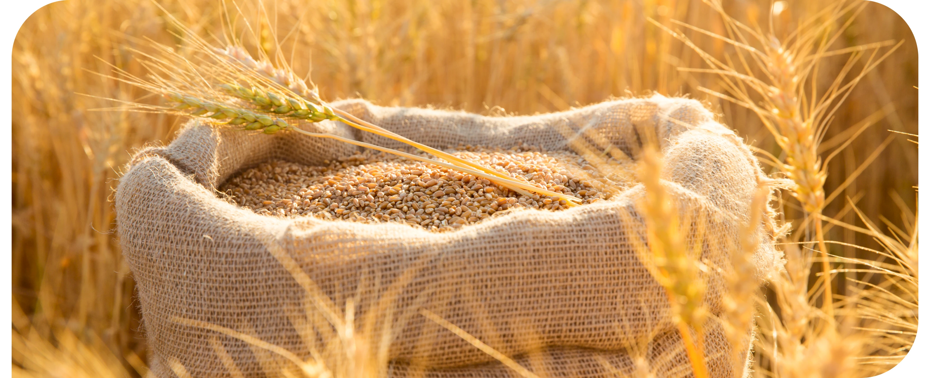 Брендбук для ООО «Русагронова семена» — Изображение №8 — Брендинг на Dprofile