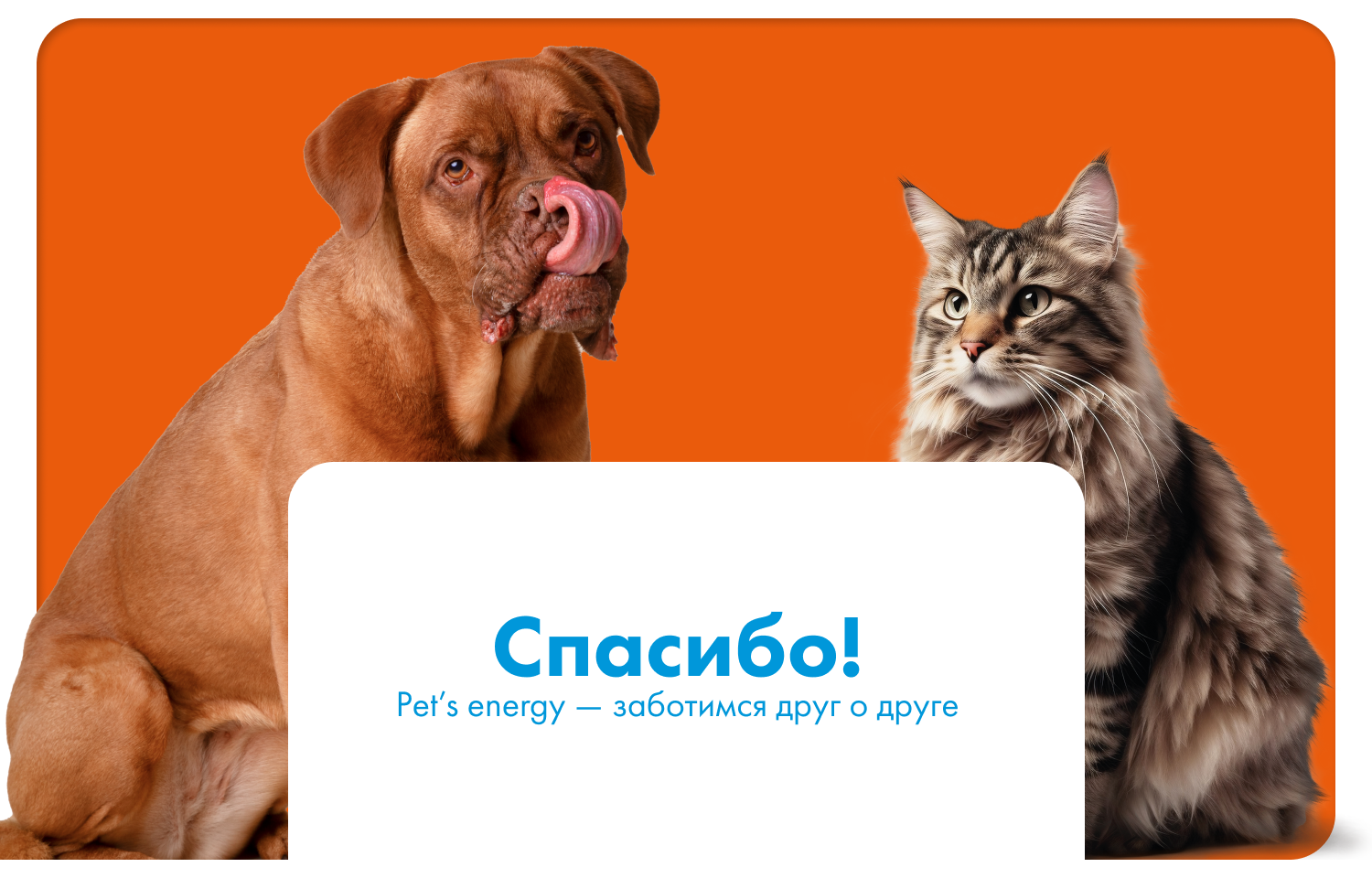 Pet's energy инфографика — Изображение №16 — Брендинг, Маркетинг на Dprofile