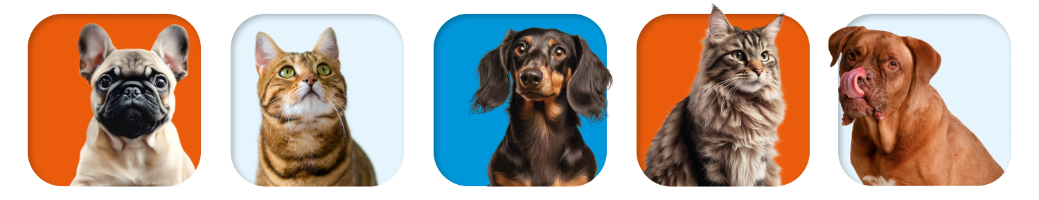 Pet's energy инфографика — Изображение №4 — Брендинг, Маркетинг на Dprofile