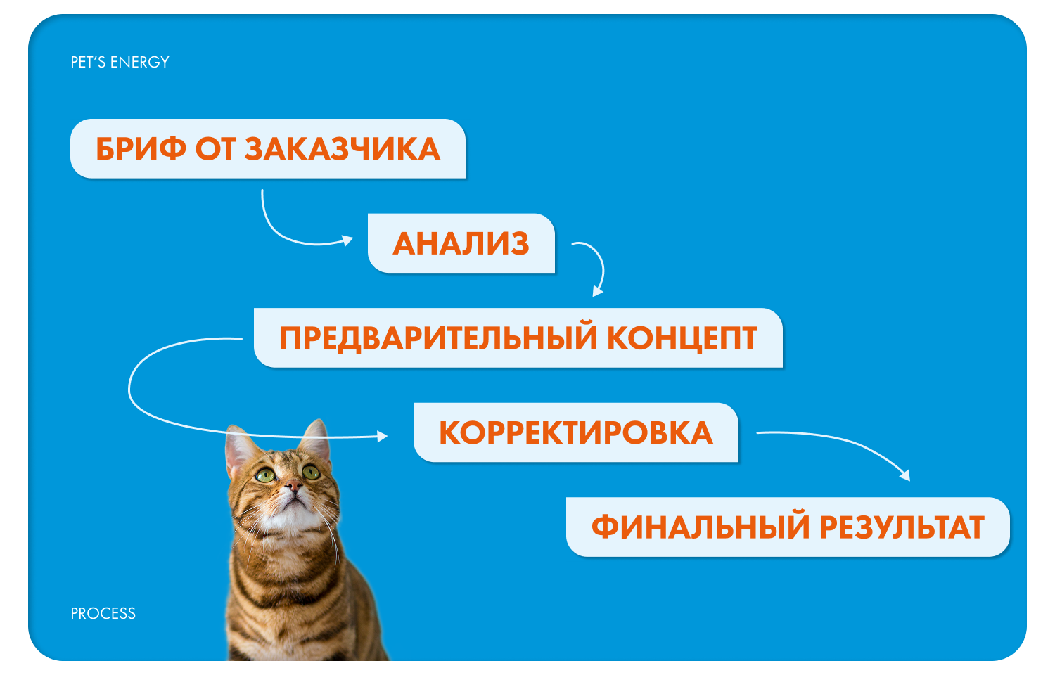 Pet's energy инфографика — Изображение №7 — Брендинг, Маркетинг на Dprofile