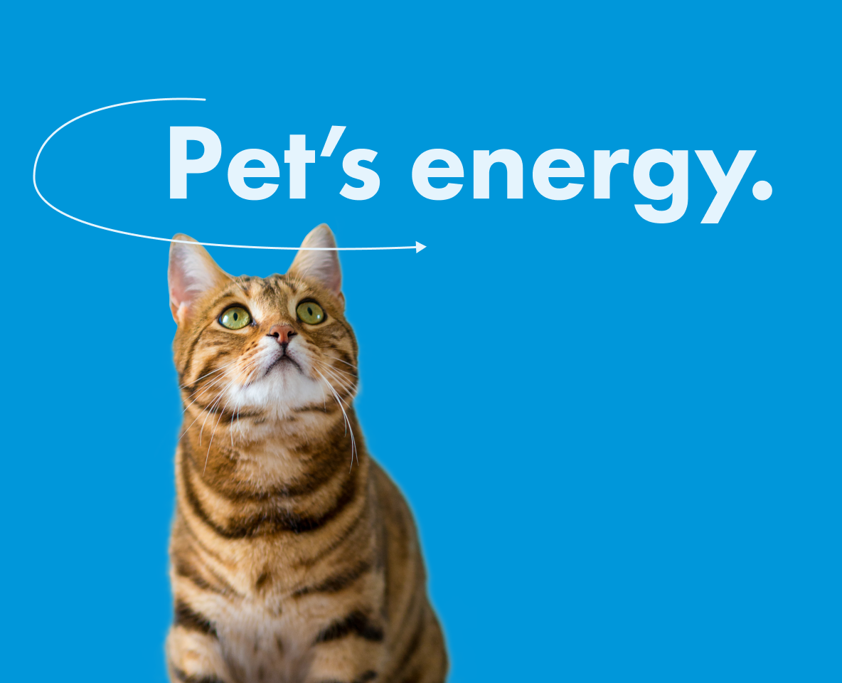 Pet's energy инфографика на Dprofile
