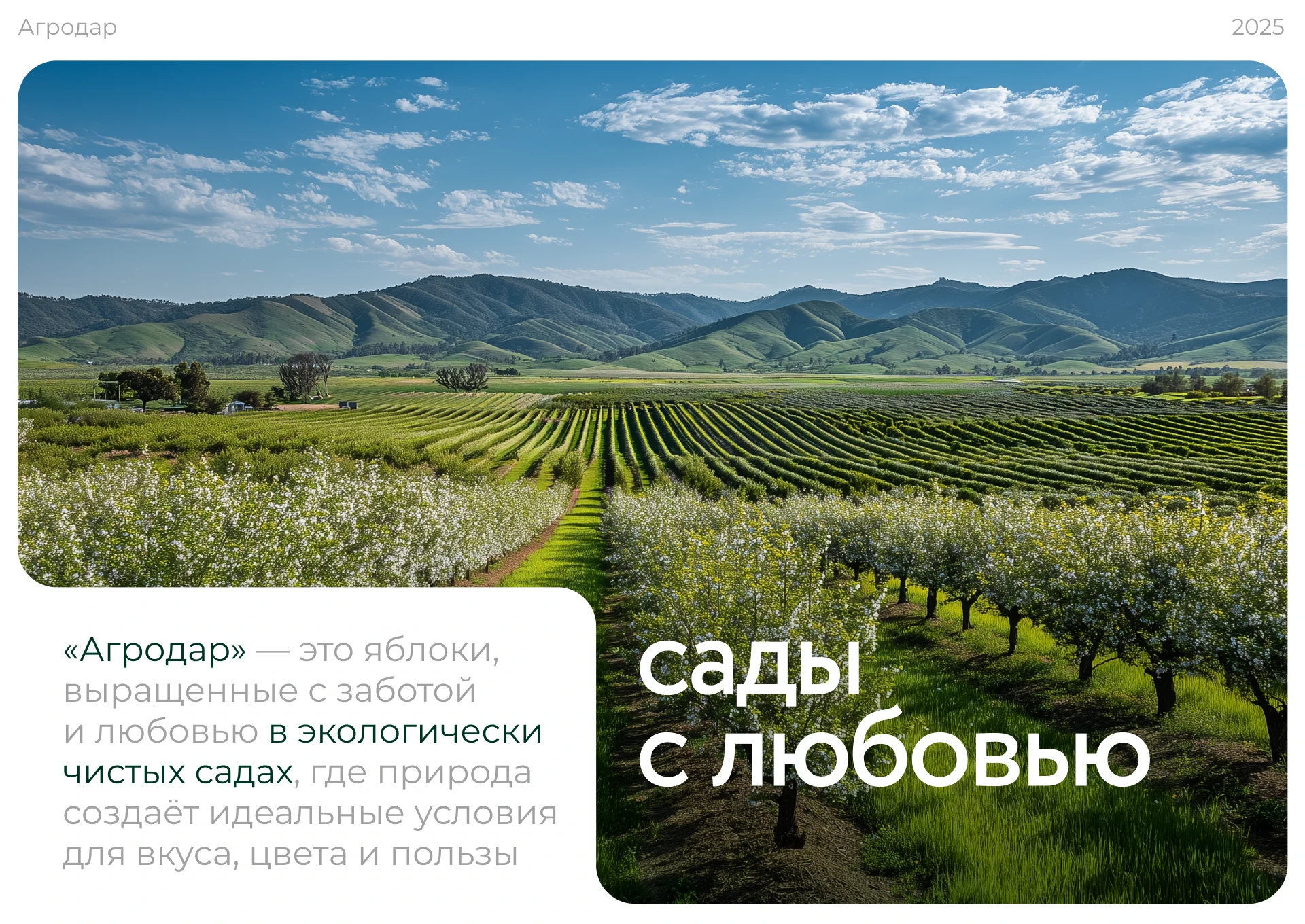 АГРОДАР/ Apple orchards brand — Изображение №2 — Брендинг на Dprofile