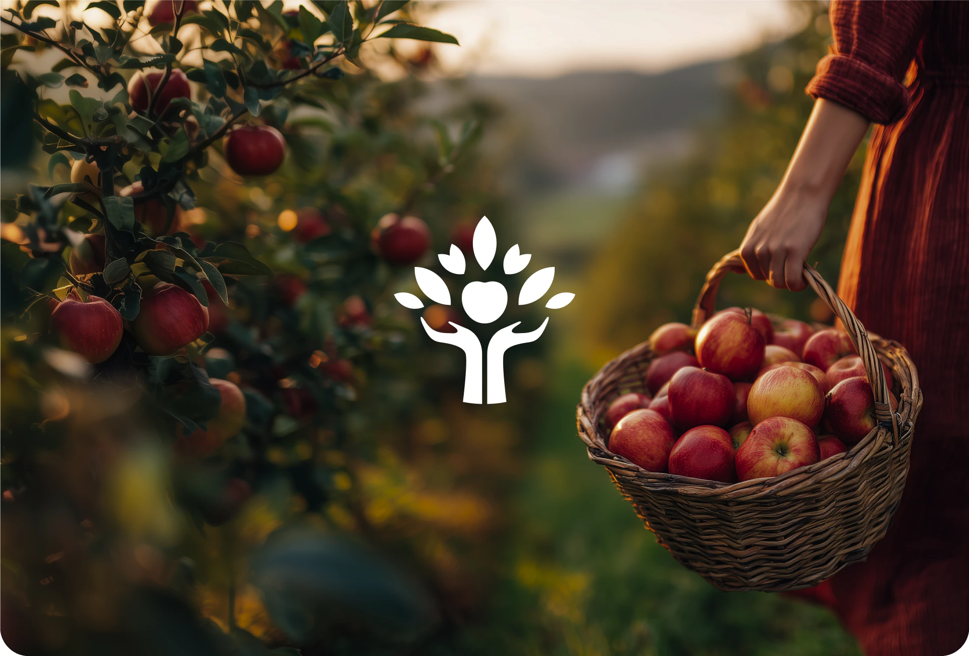 АГРОДАР/ Apple orchards brand — Изображение №1 — Брендинг на Dprofile