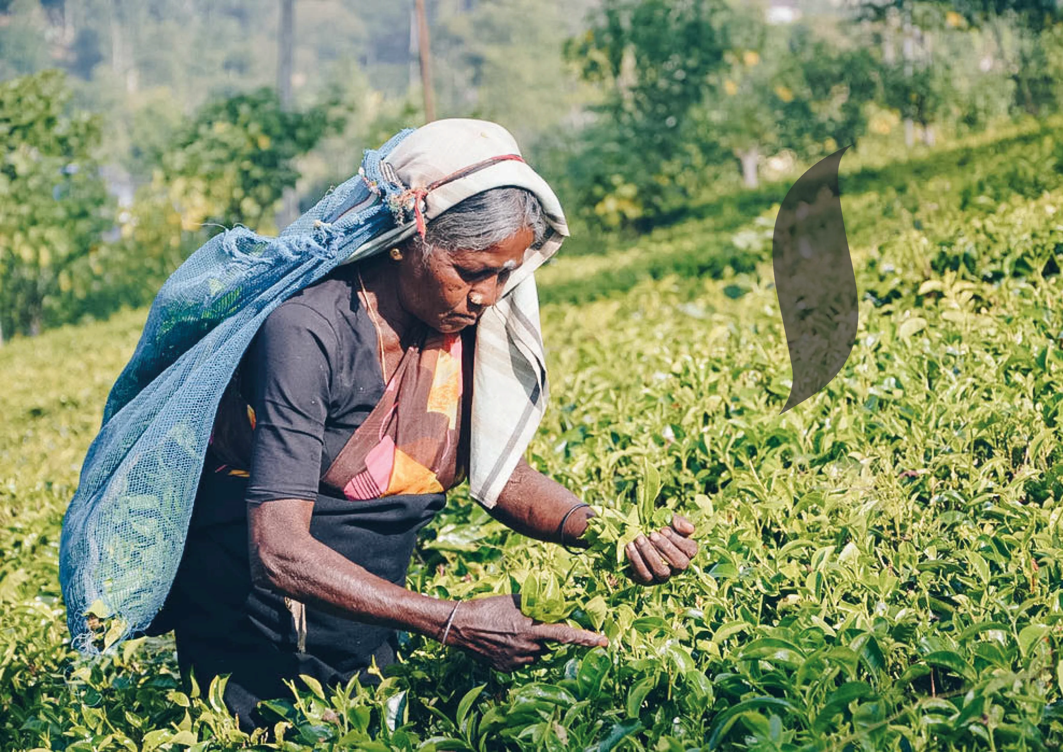 Чайный клуб "Ча Дао" — Изображение №10 — Брендинг на Dprofile