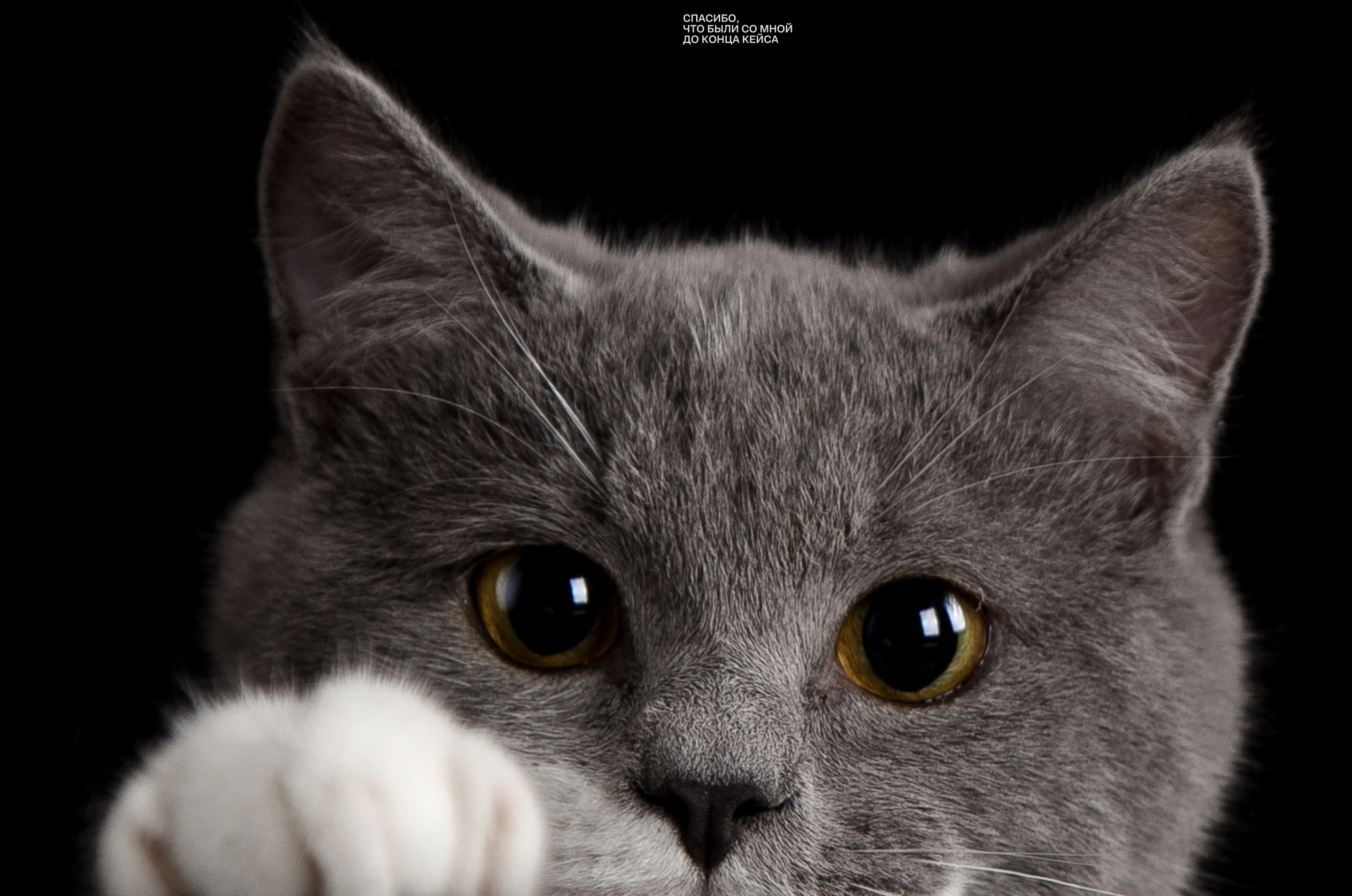 Карточка товара для Wildberries, OZON  | Инфографика для WB — Изображение №11 — Маркетинг на Dprofile