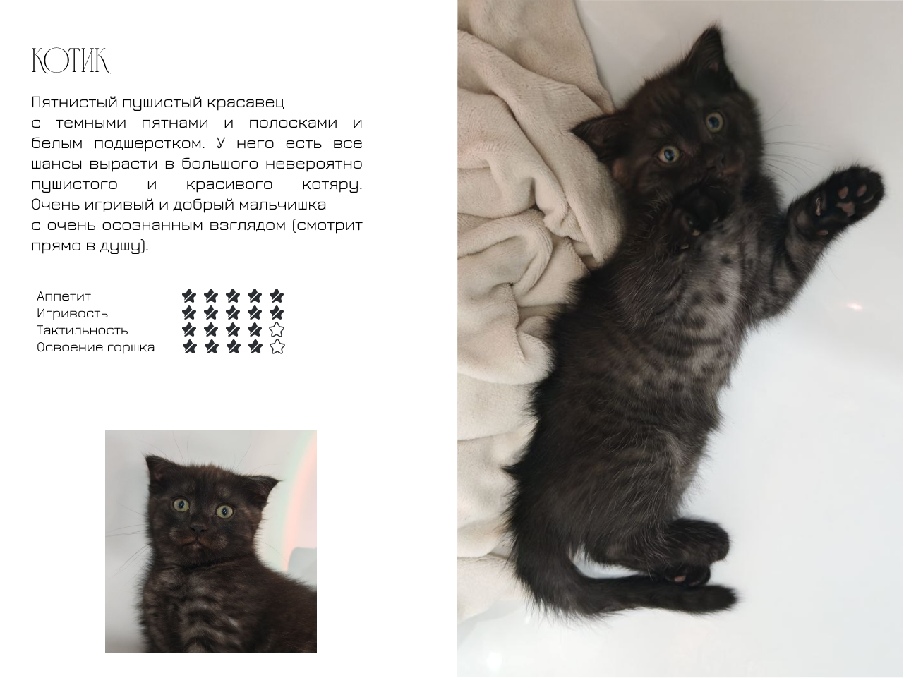 Котята на Авито — Изображение №3 — Маркетинг на Dprofile