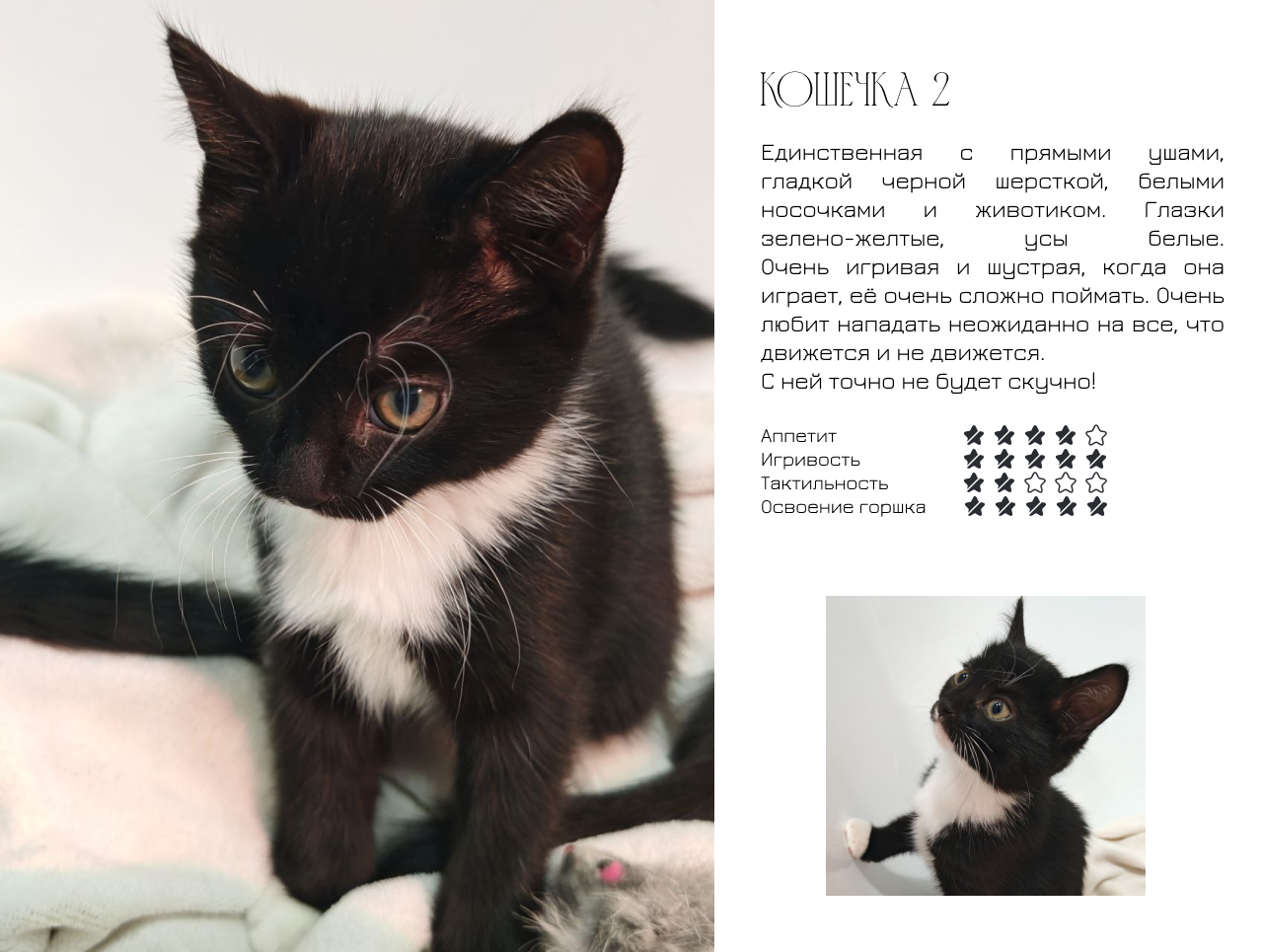 Котята на Авито — Изображение №4 — Маркетинг на Dprofile